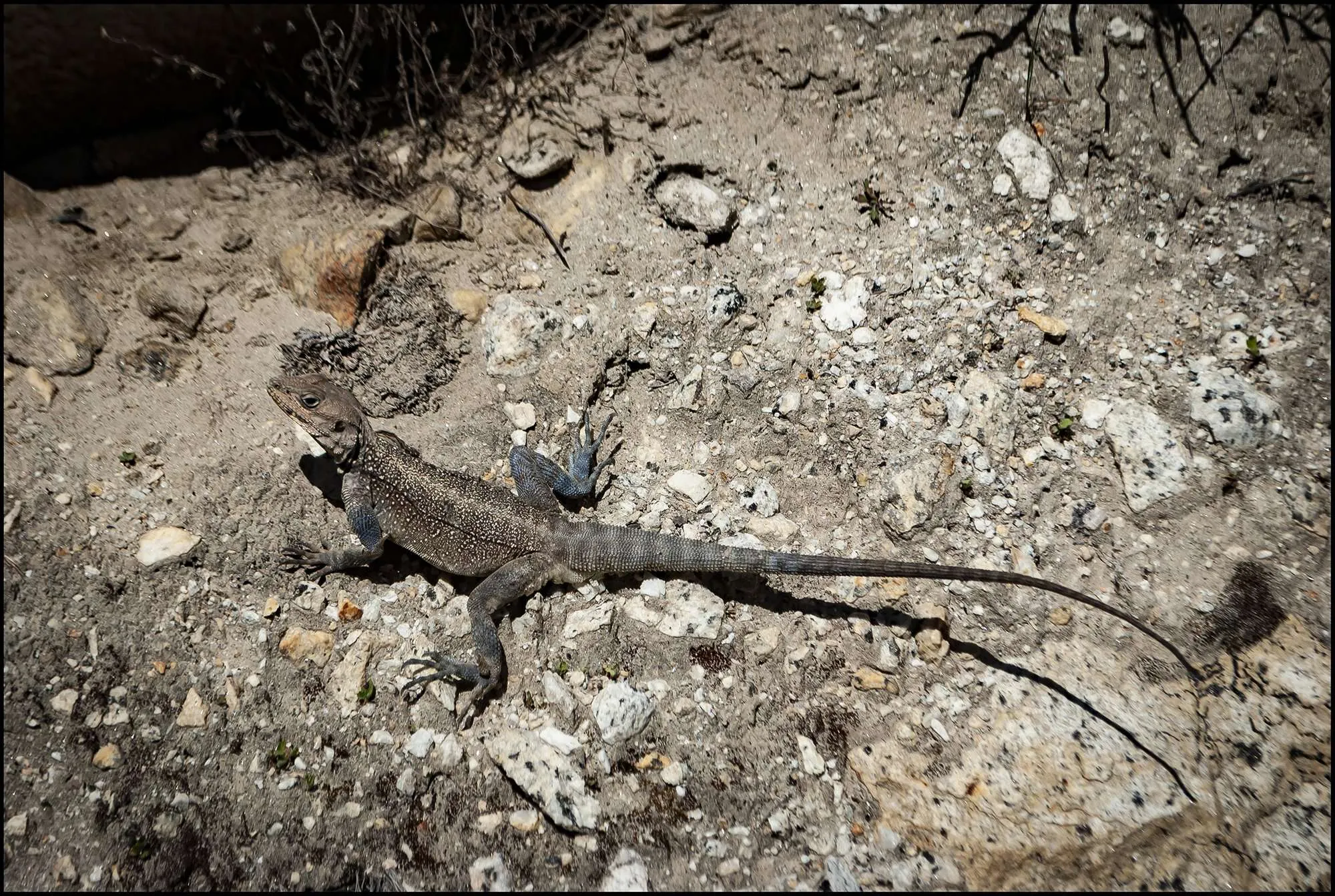 Kashmir Rock Agama (Laudakia tuberculata), Gangotri, Uttarakhand, India