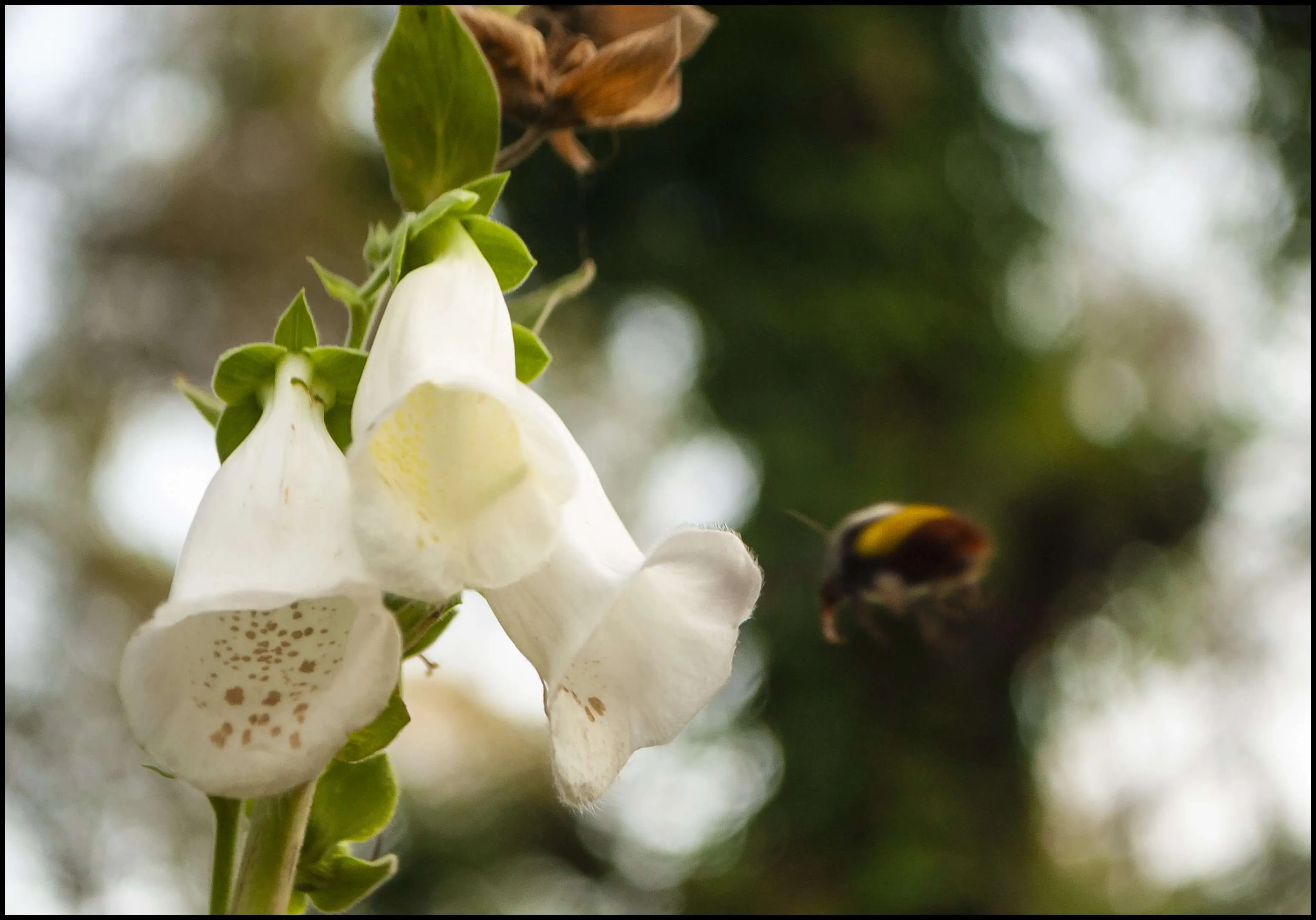 Bumblebee, Ranikhet, Uttarakhand, India