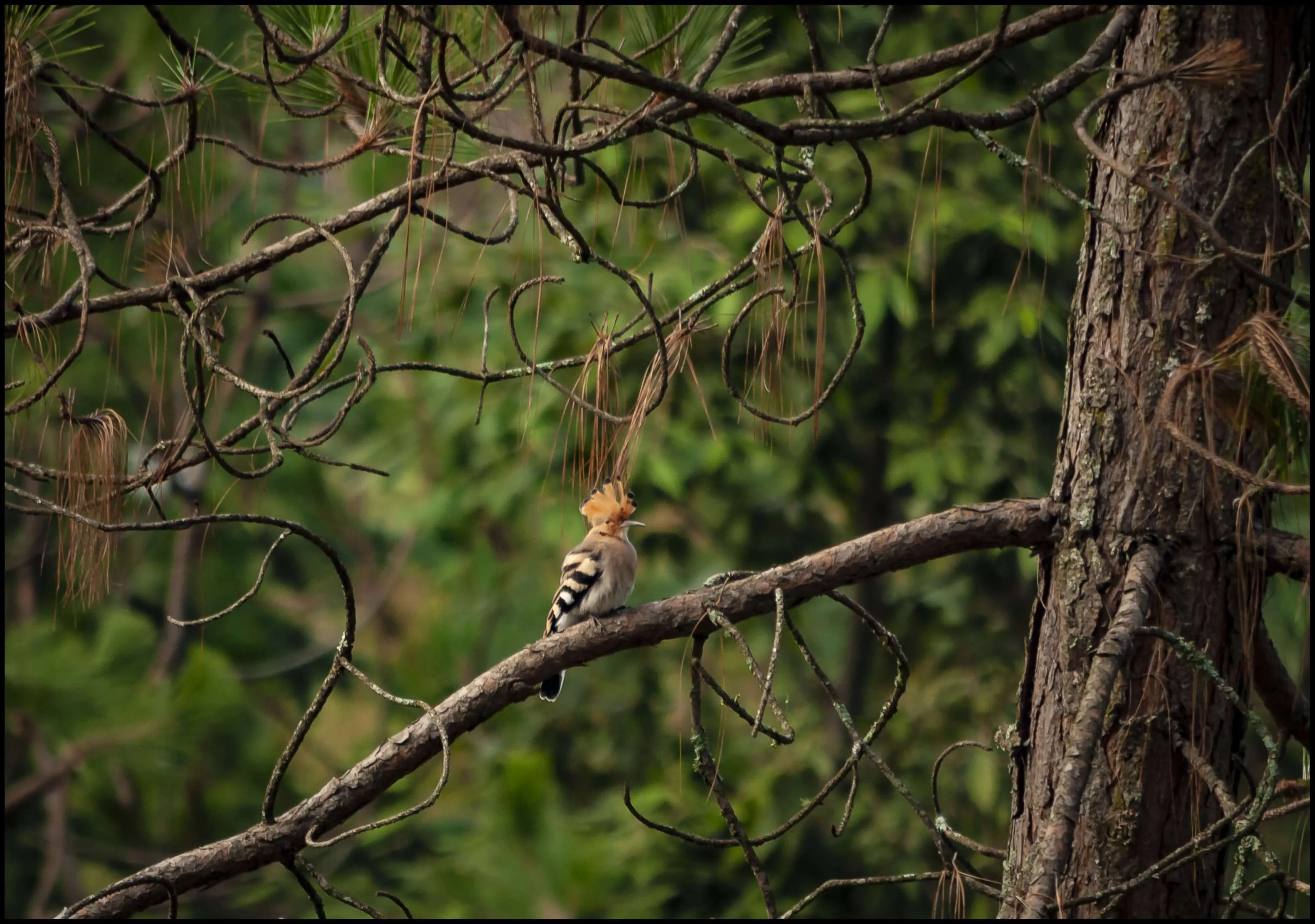 Common Hoopoe, the avifauna of Kumaun Himalayas, Ranikhet, Uttarakhand, India