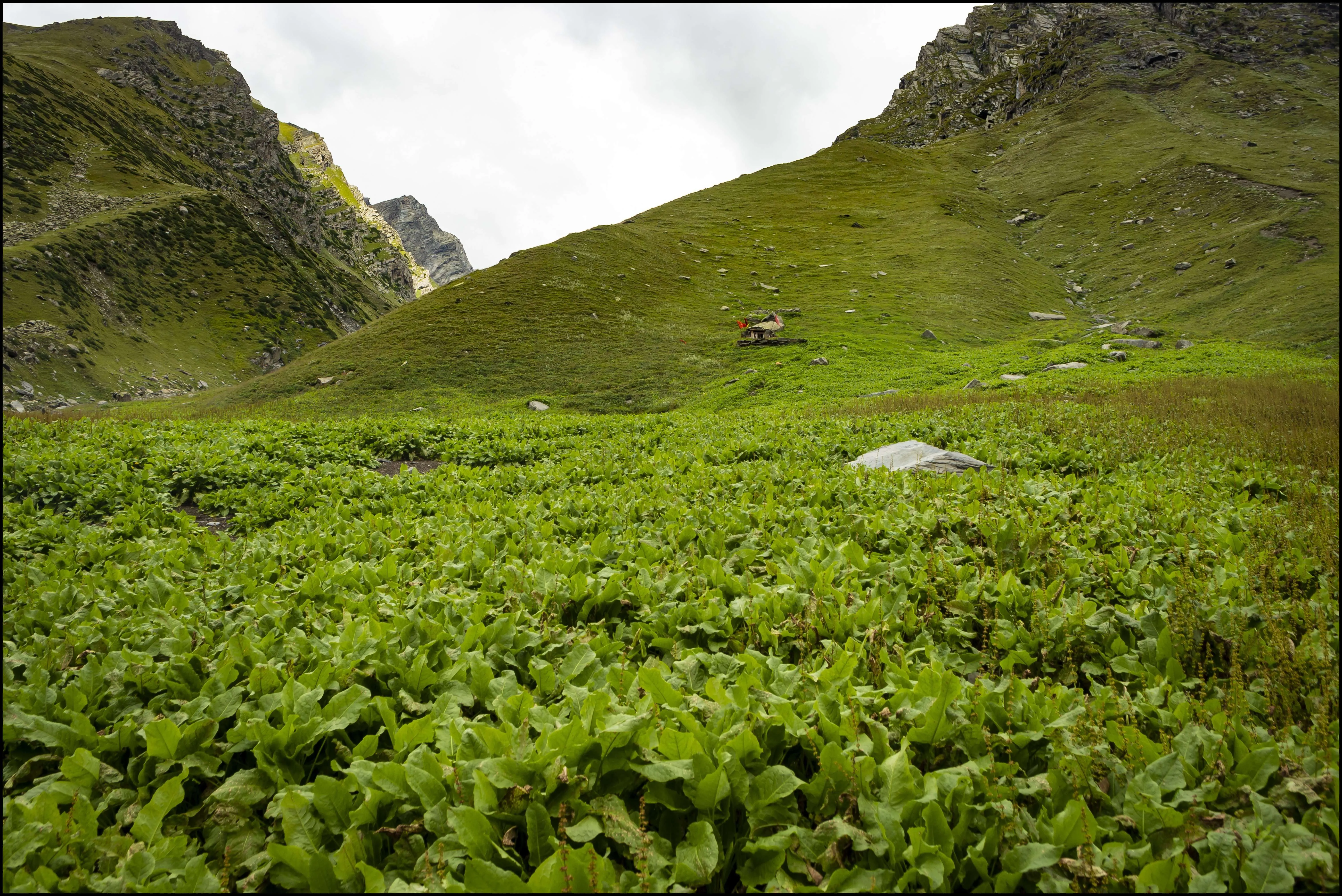 Meadows of Devi ki Marhi in upper reaches of Kalihani River valley, Himachal Pradesh, India