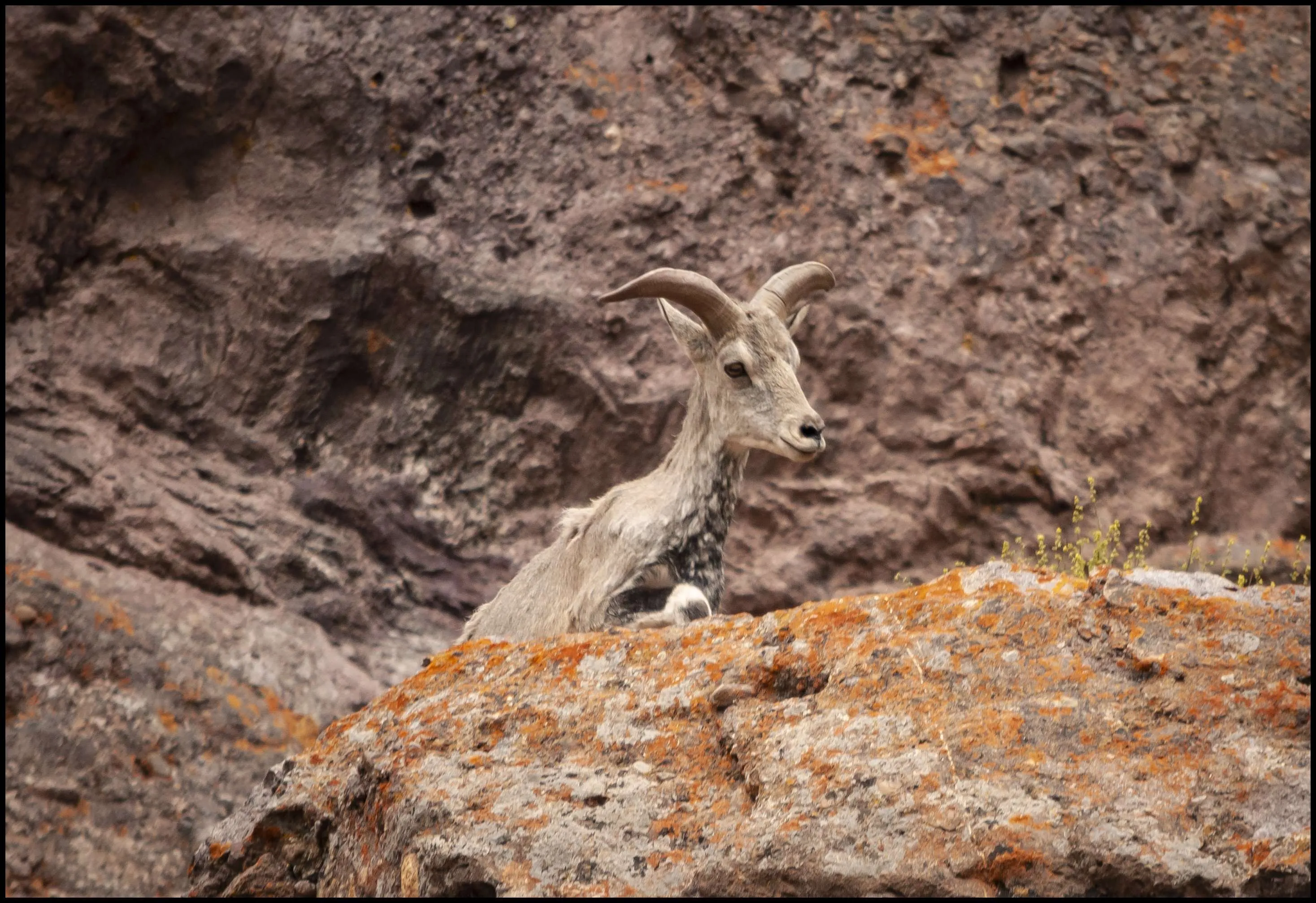 Himalayan Blue Sheep, Ladakh, J&K, India