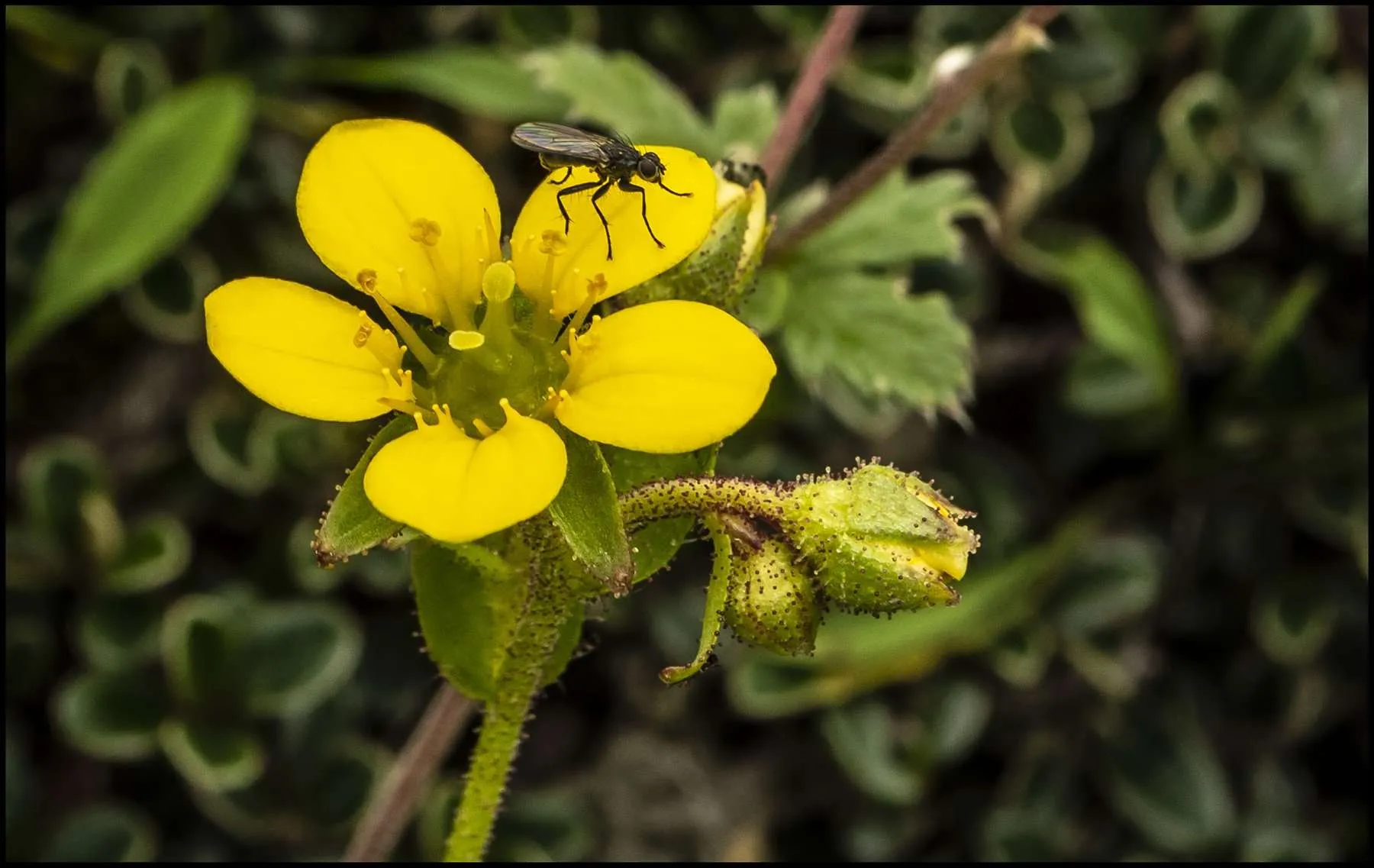 Flies of the Himalaya