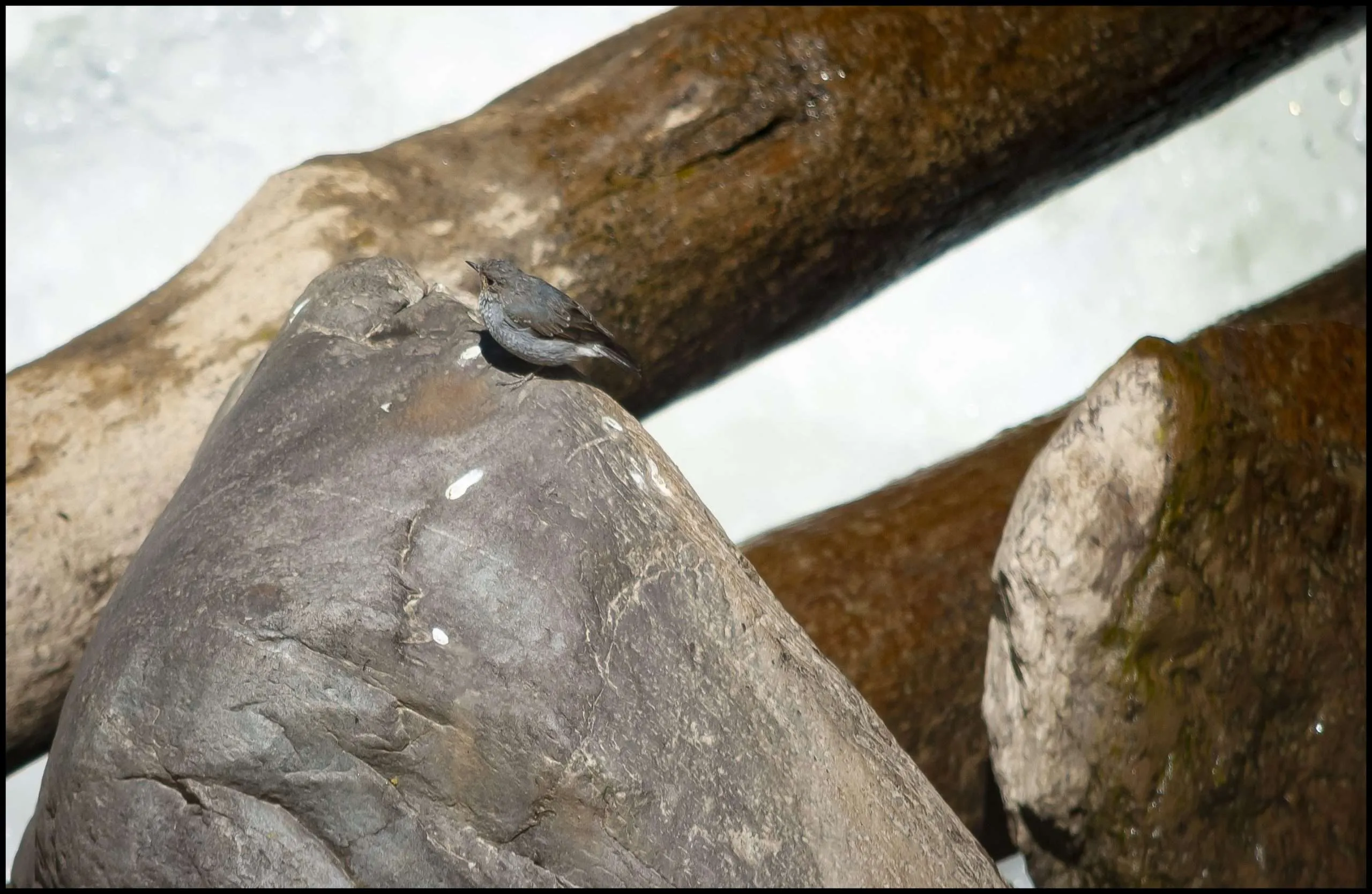 Wistfulness of birds... Plumbeous water redstart (Phoenicurus fuliginosus), female