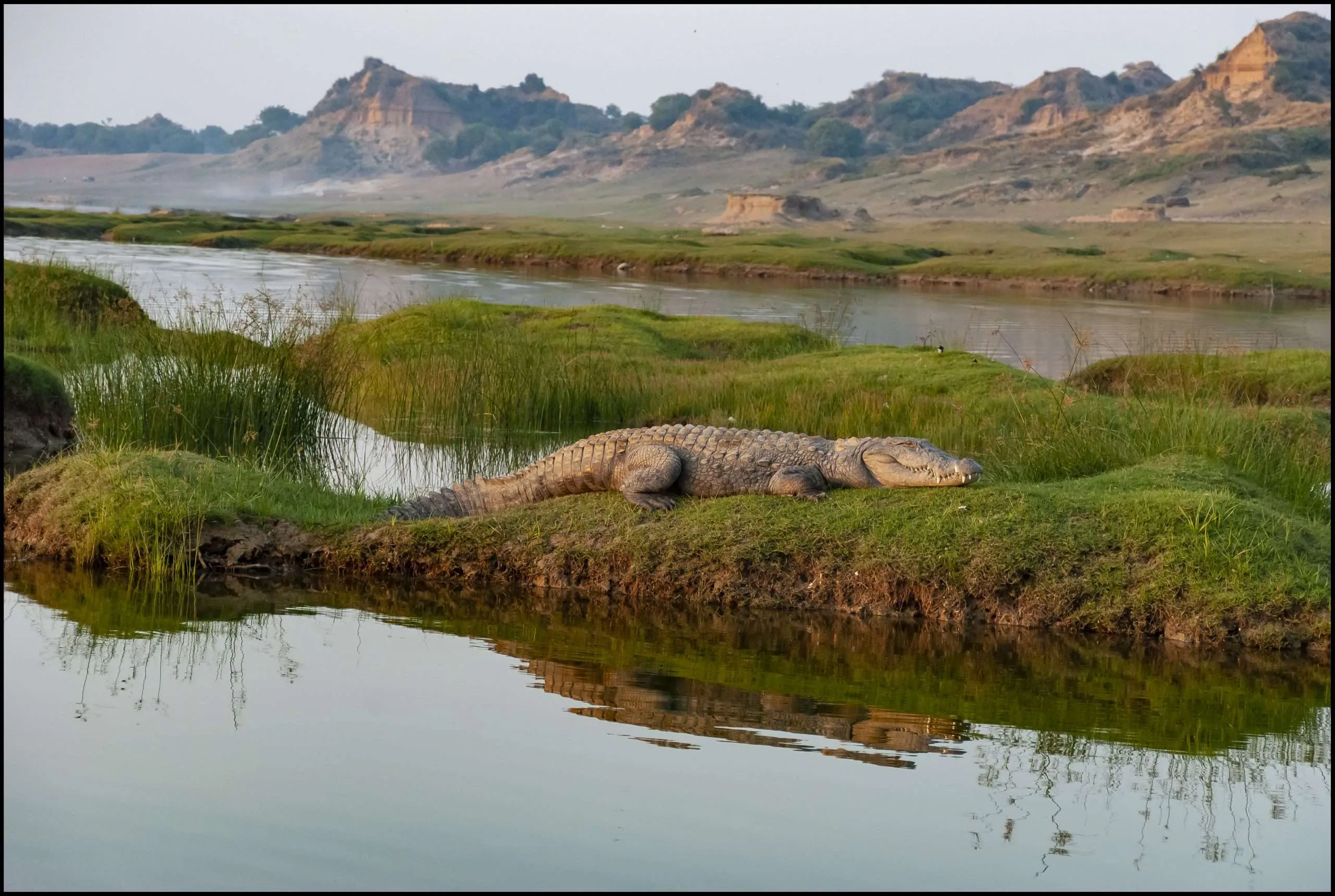 on crocs of Chambal…