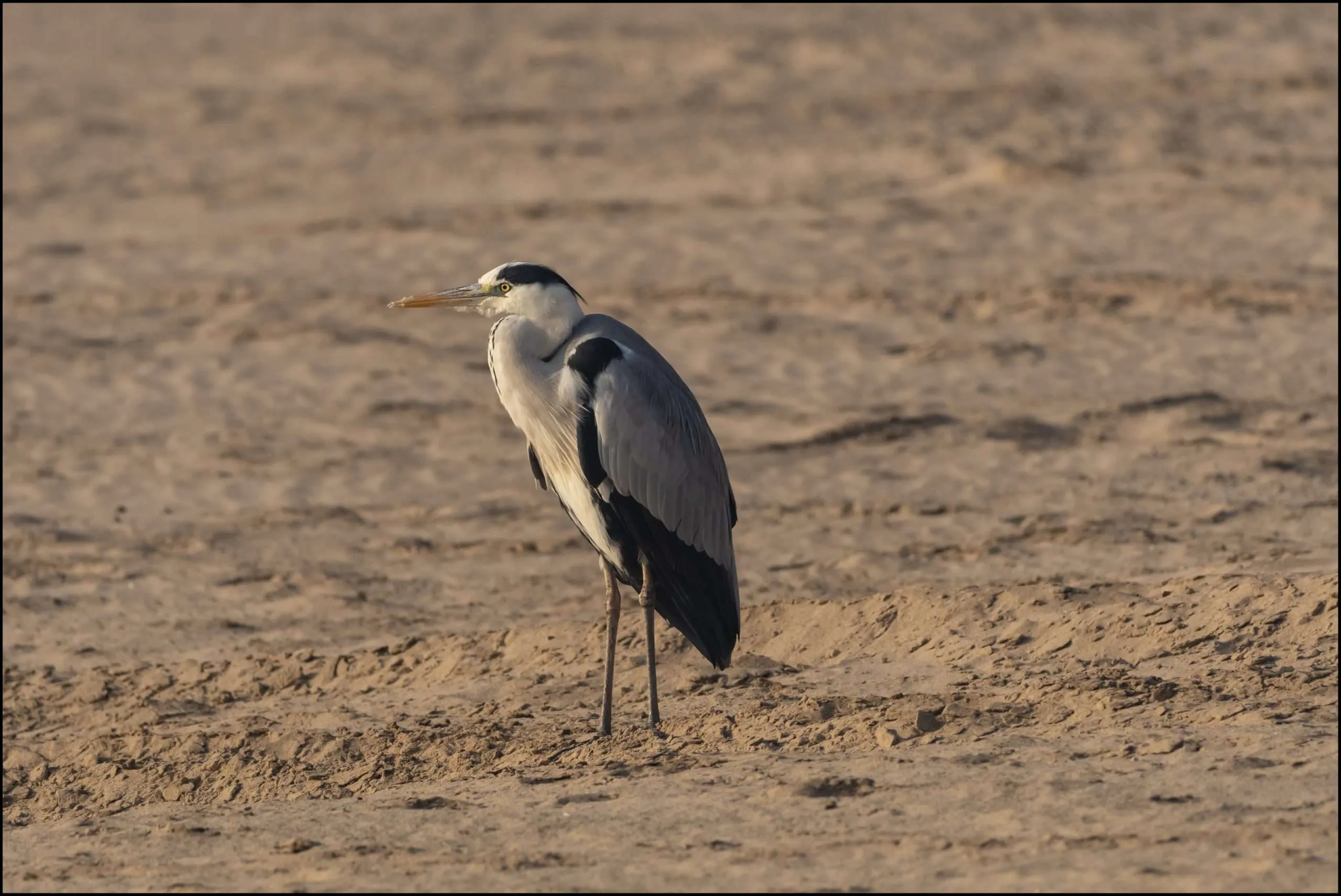 Grey heron (Ardea cinerea)