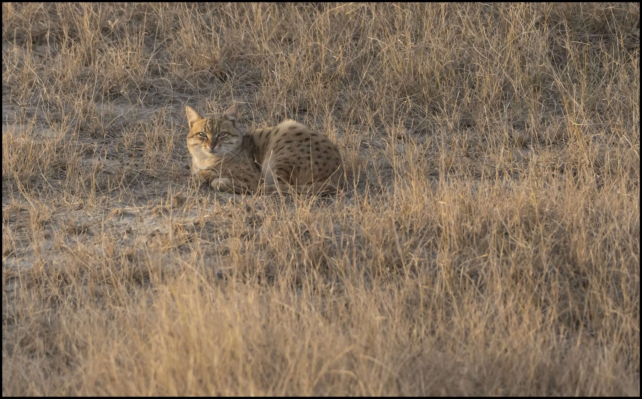 Indian desert cat, Tal Chappar, Rajasthan, India
