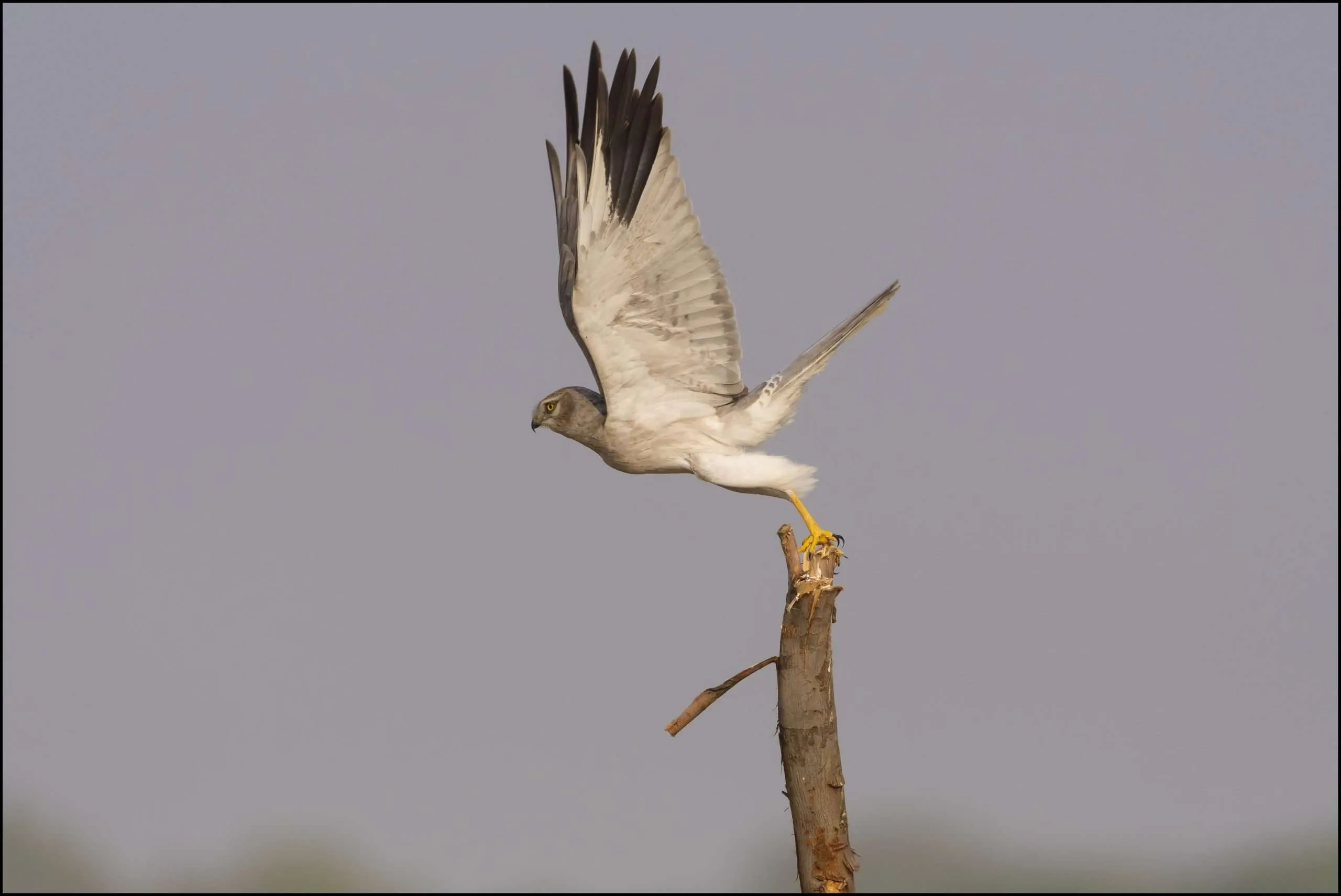 Pallid harrier
