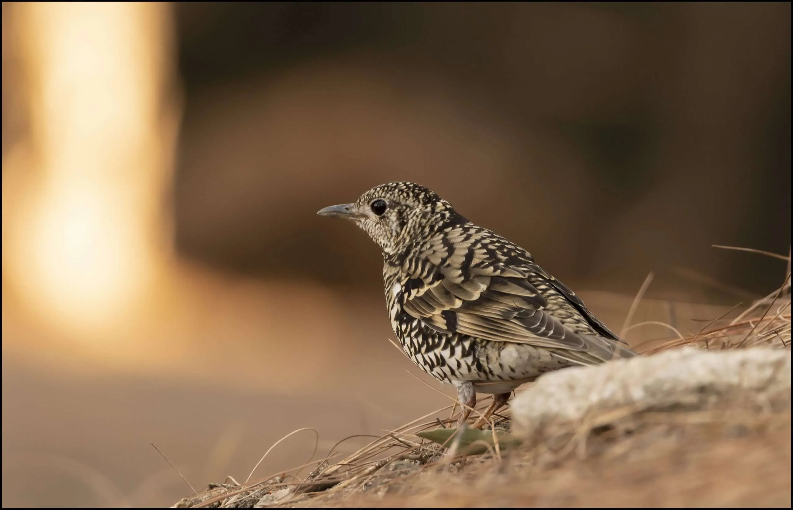 Scaly thrush (Zoothera dauma)
