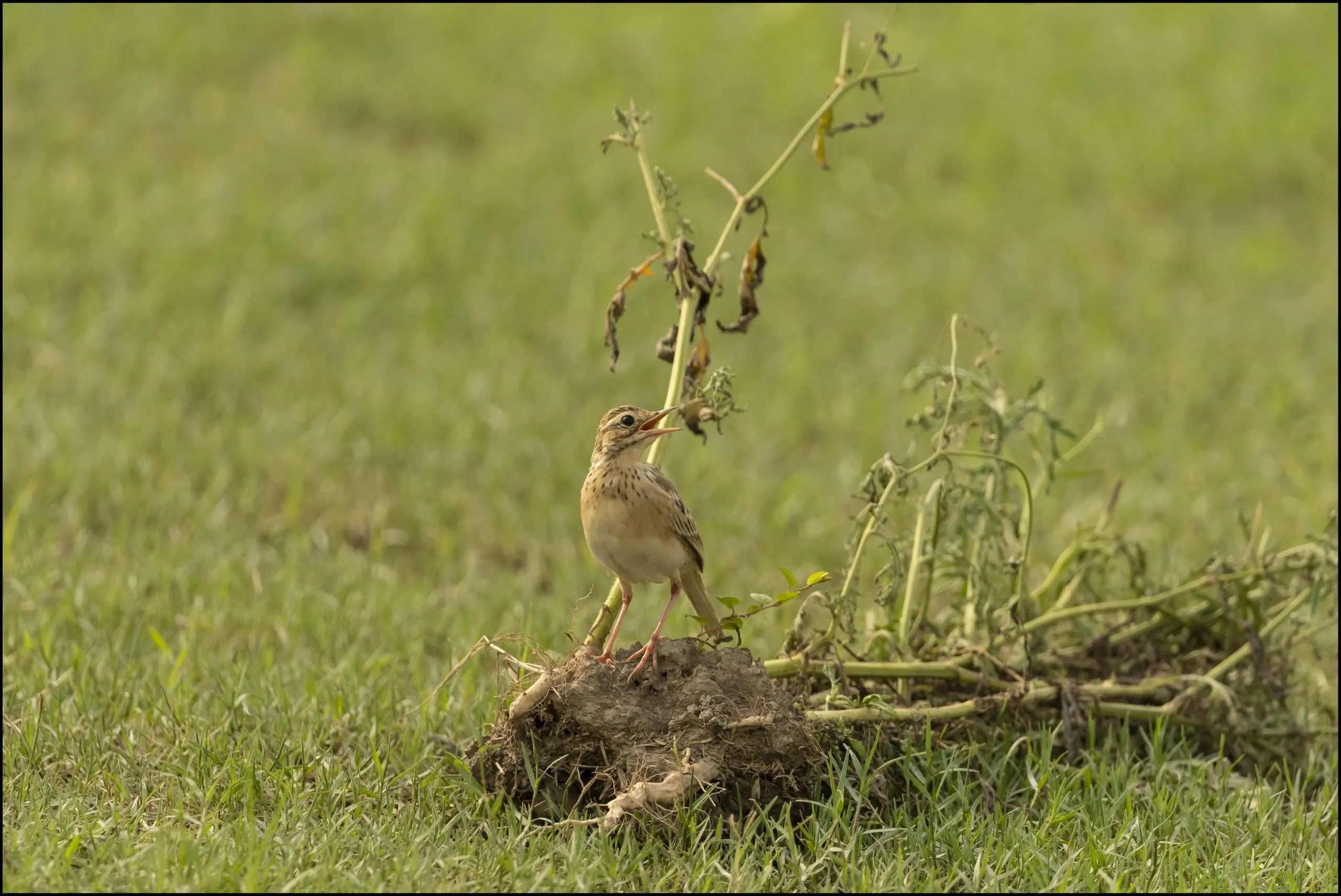 birds of India, Paddyfield pipit