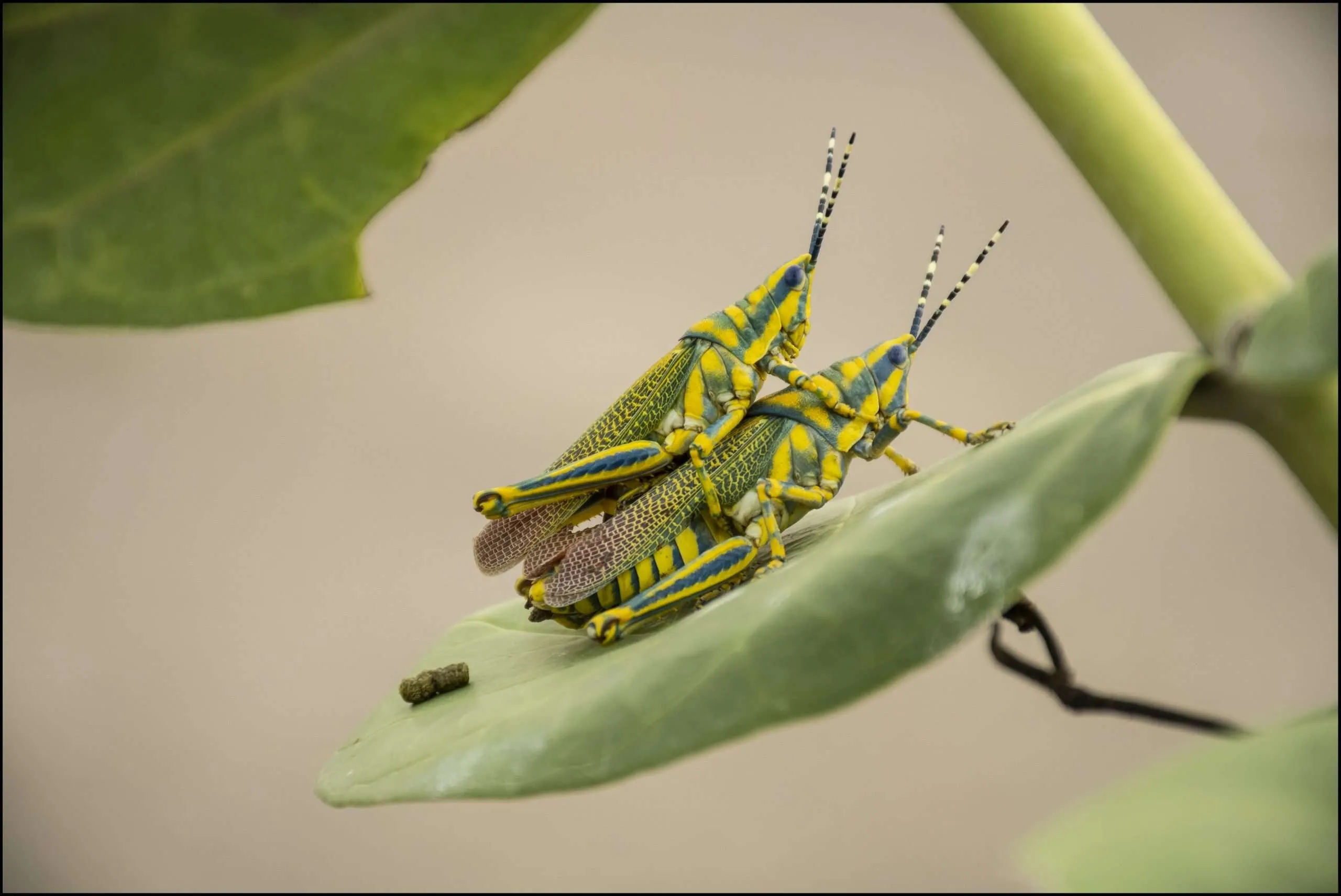 Painted grasshoppers