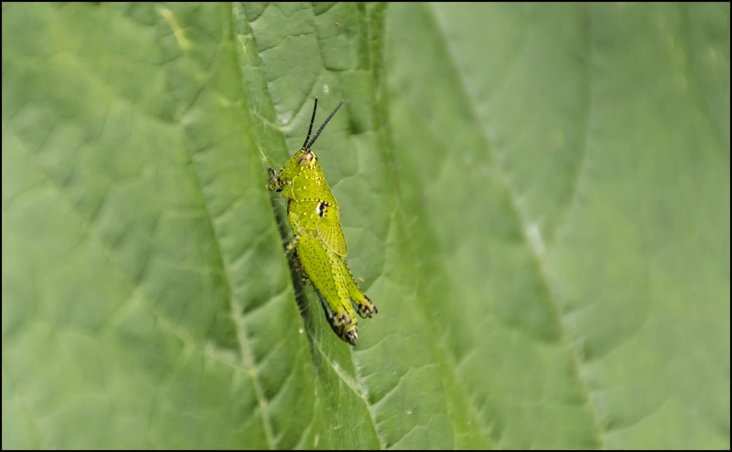 Short-horned grasshoppers