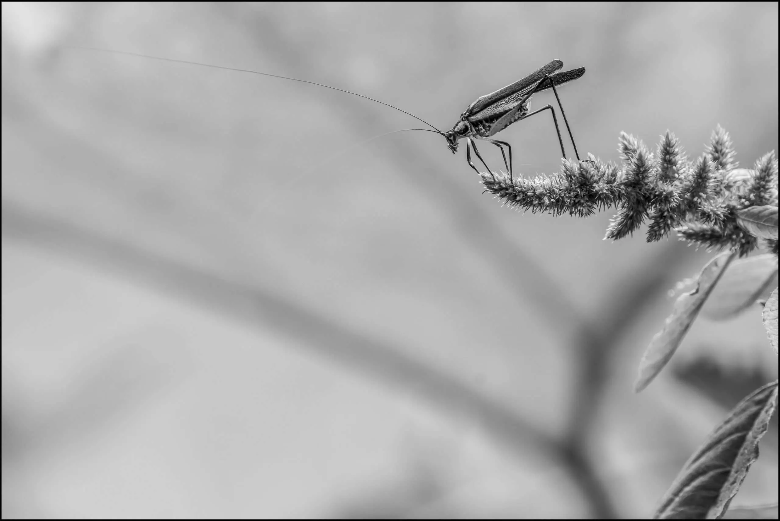 Crickets, Ranikhet, Uttarakhand, India