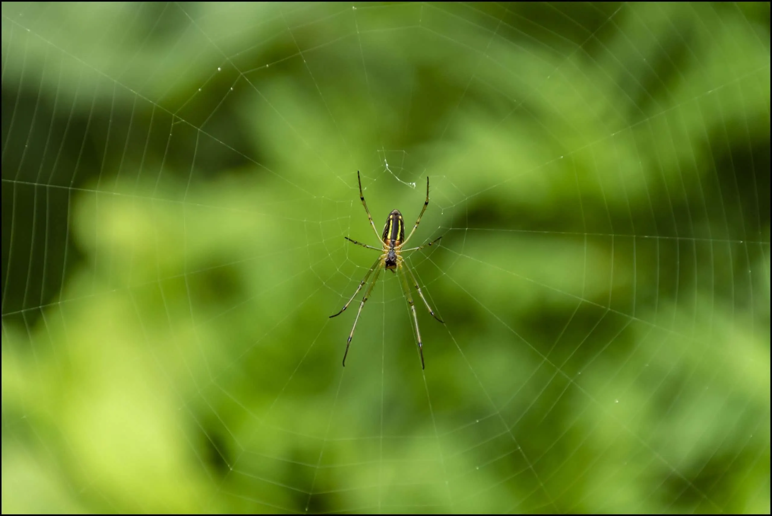 Spiders of Indian subcontinent
