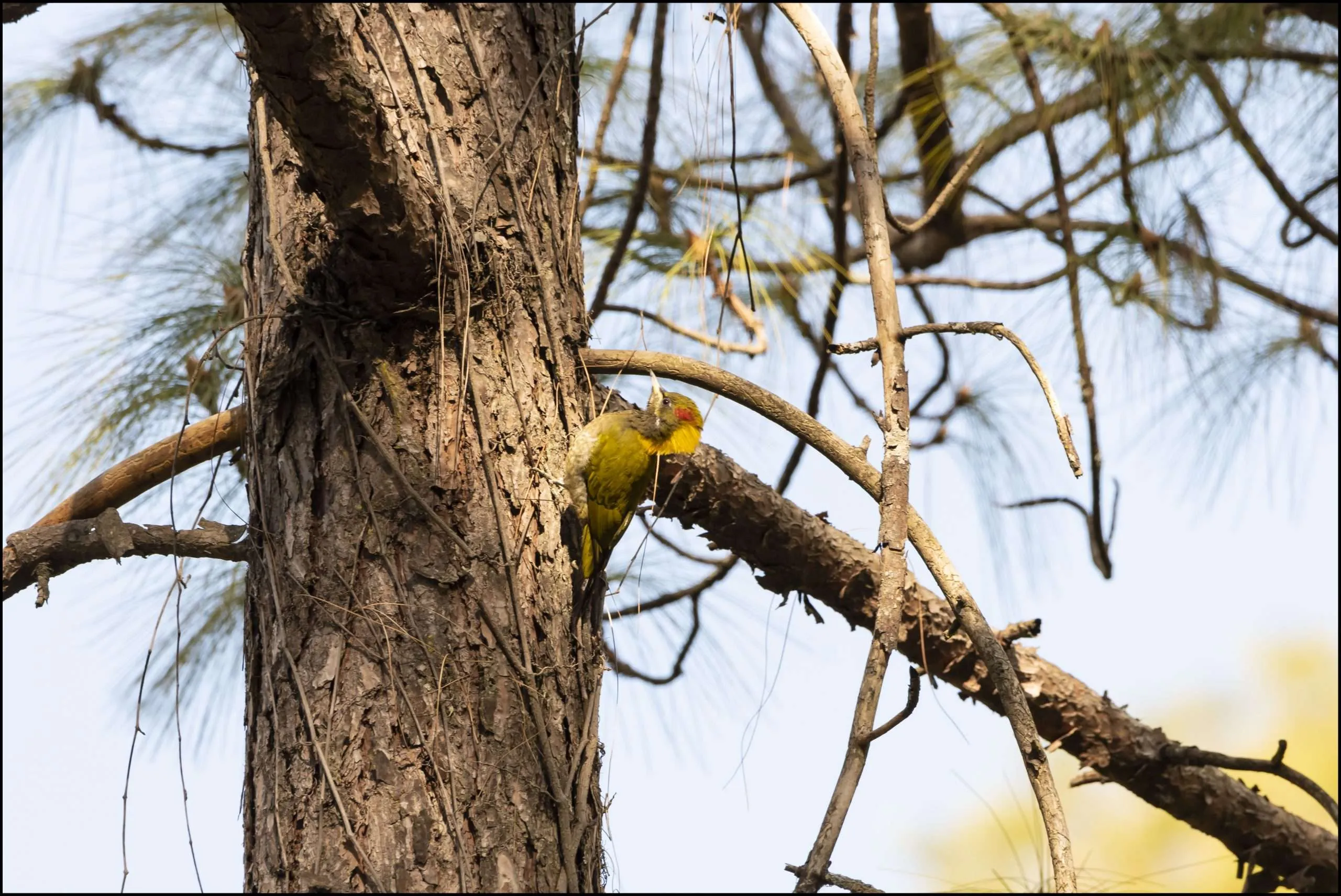 Woodpeckers of Himalaya