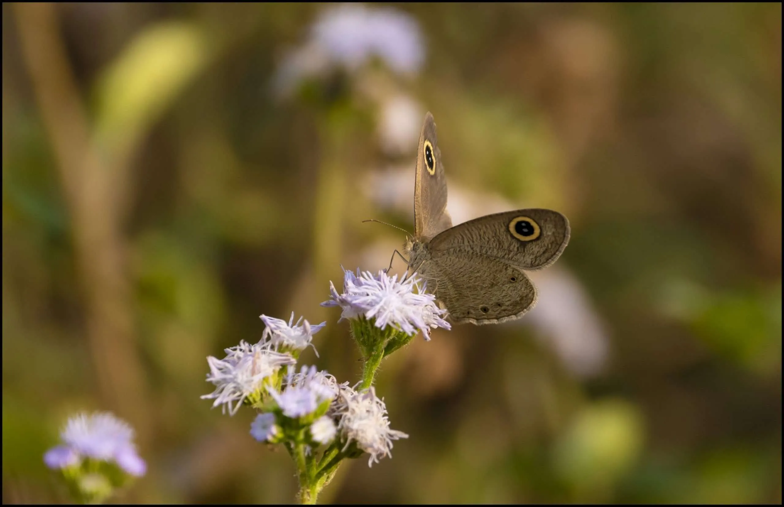 Common five-ring