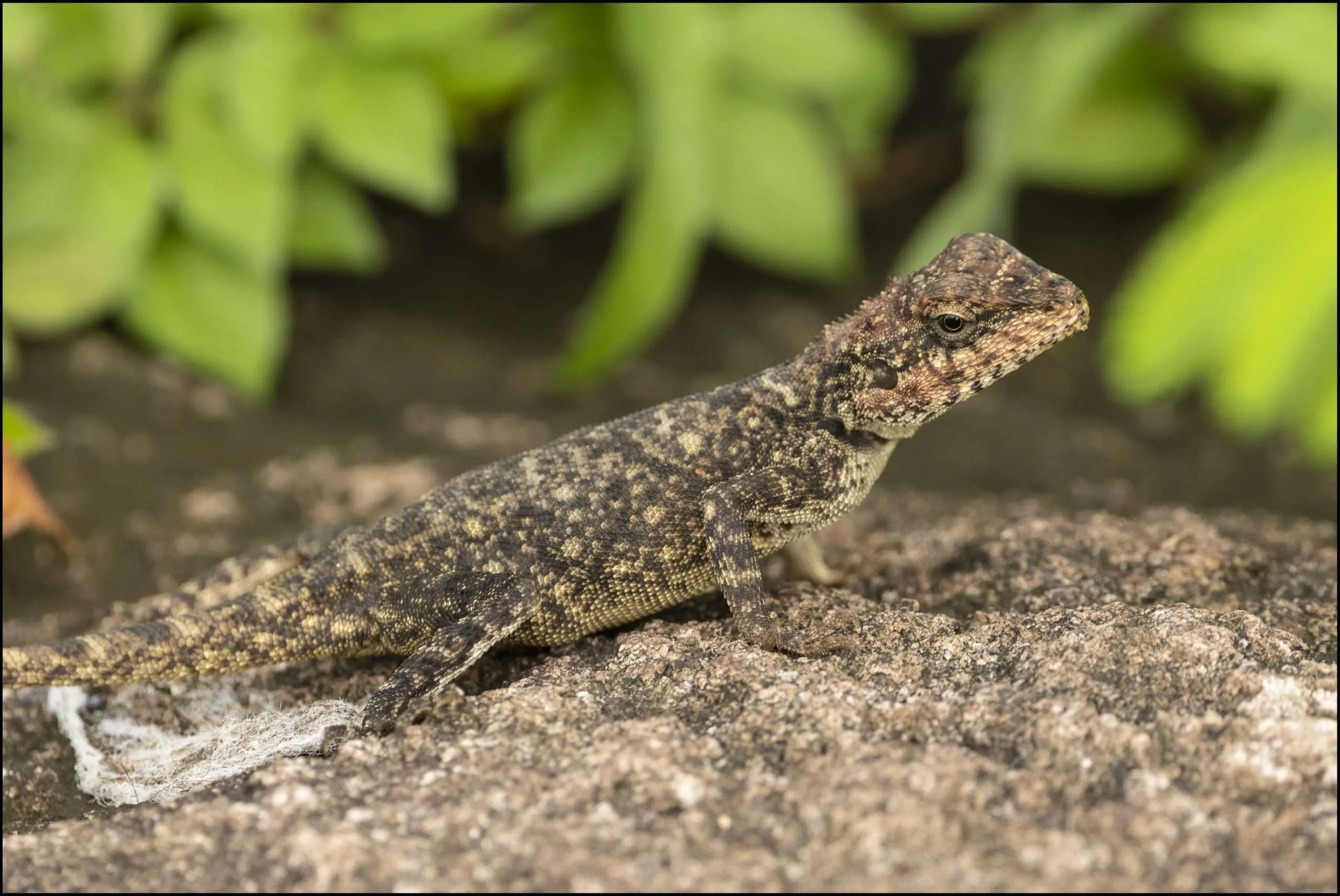 Peninsular rock agama