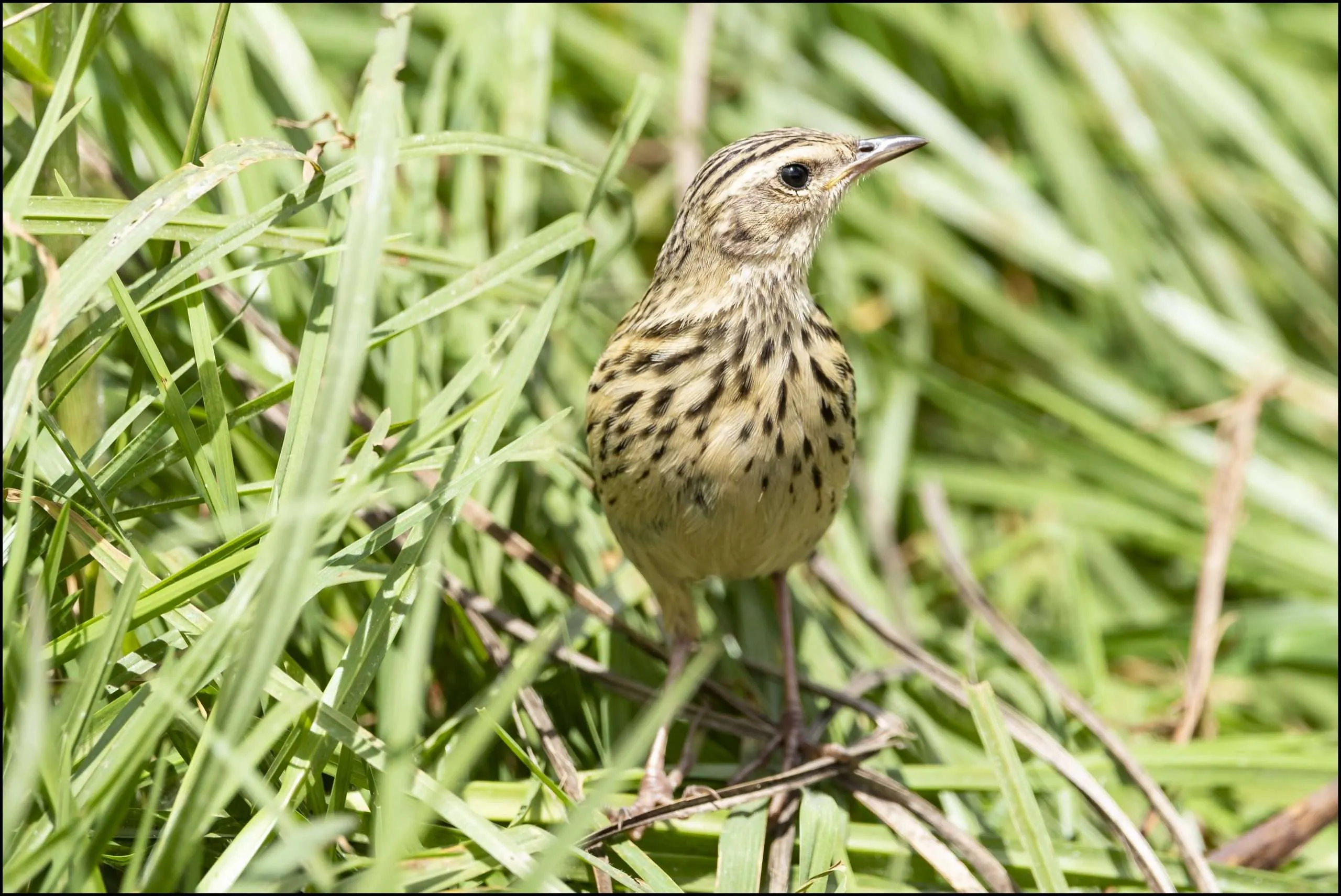 Pipits - Nilgiri Pipit (Anthus nilghiriensis)