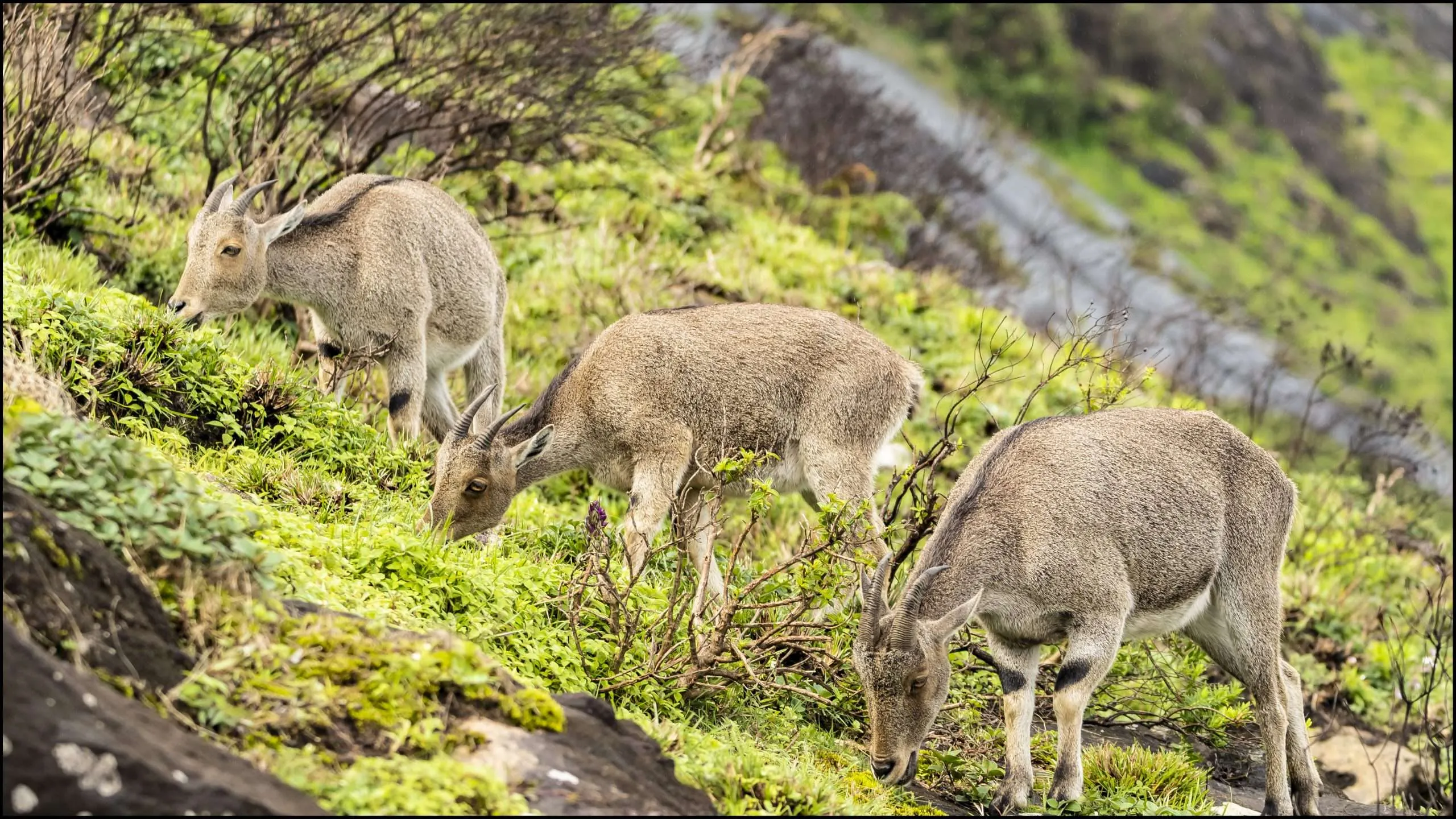 Nilgiri Tahrs