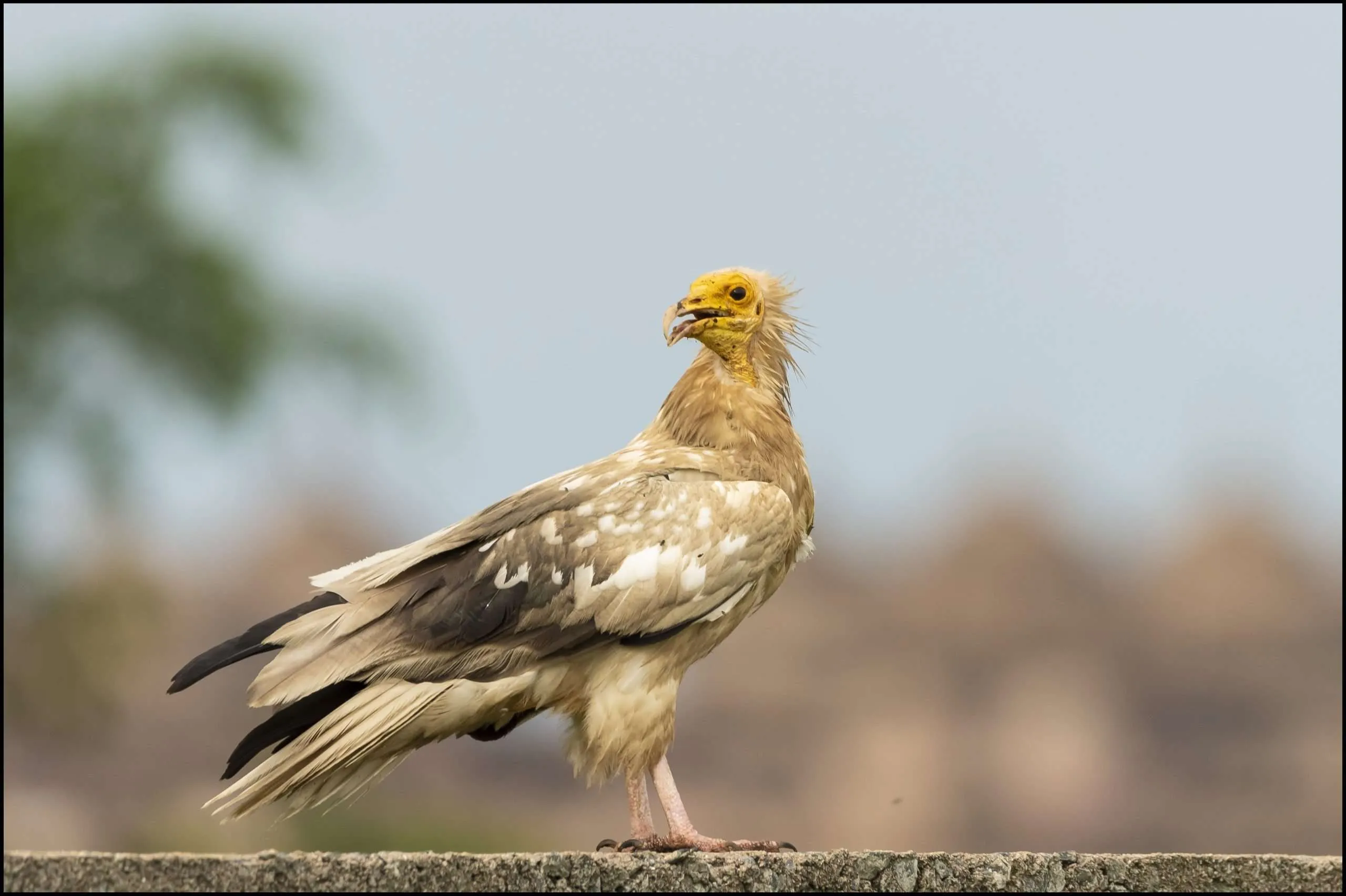 Egyptian vulture
