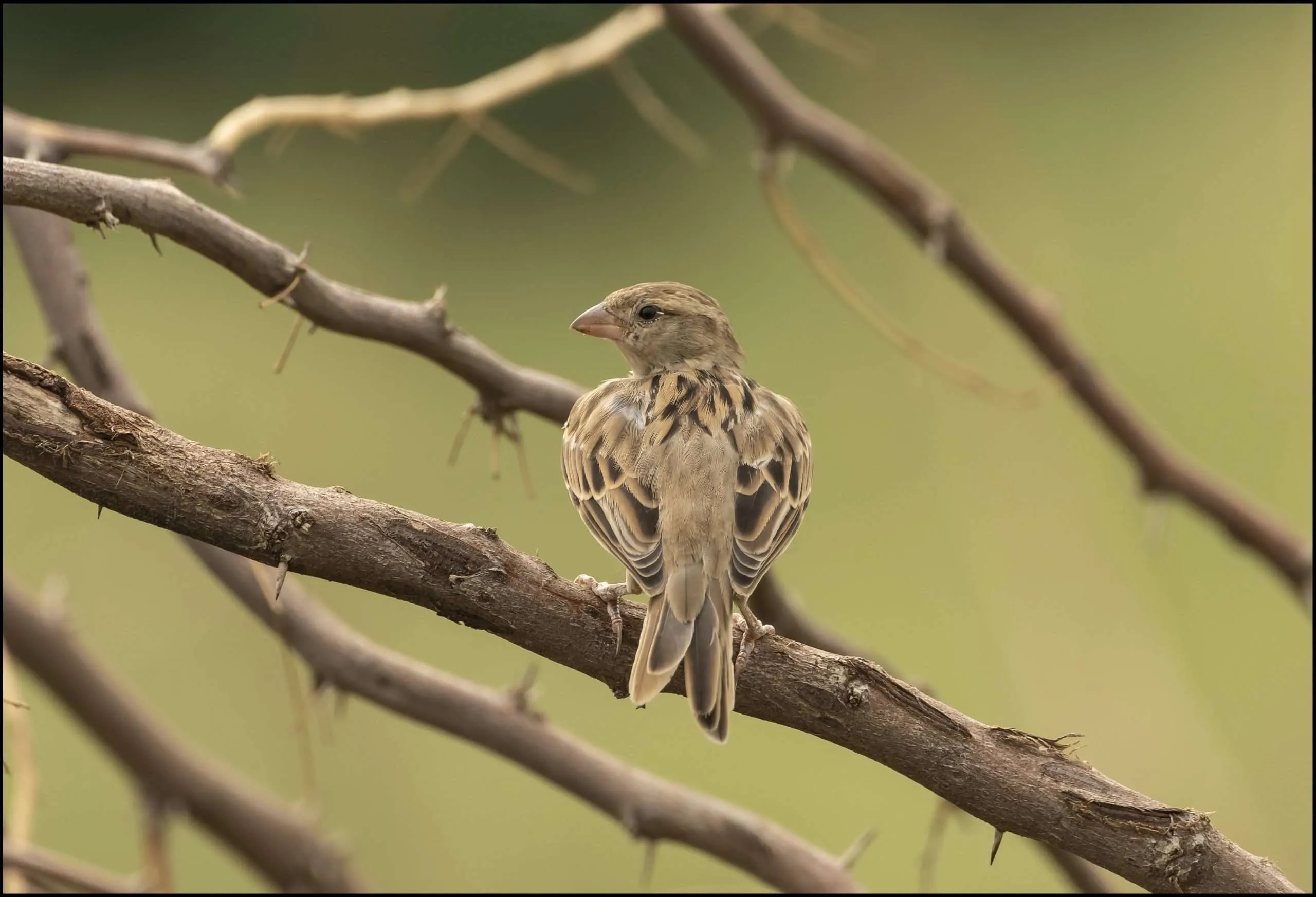 Ashy-crowned sparrow lark