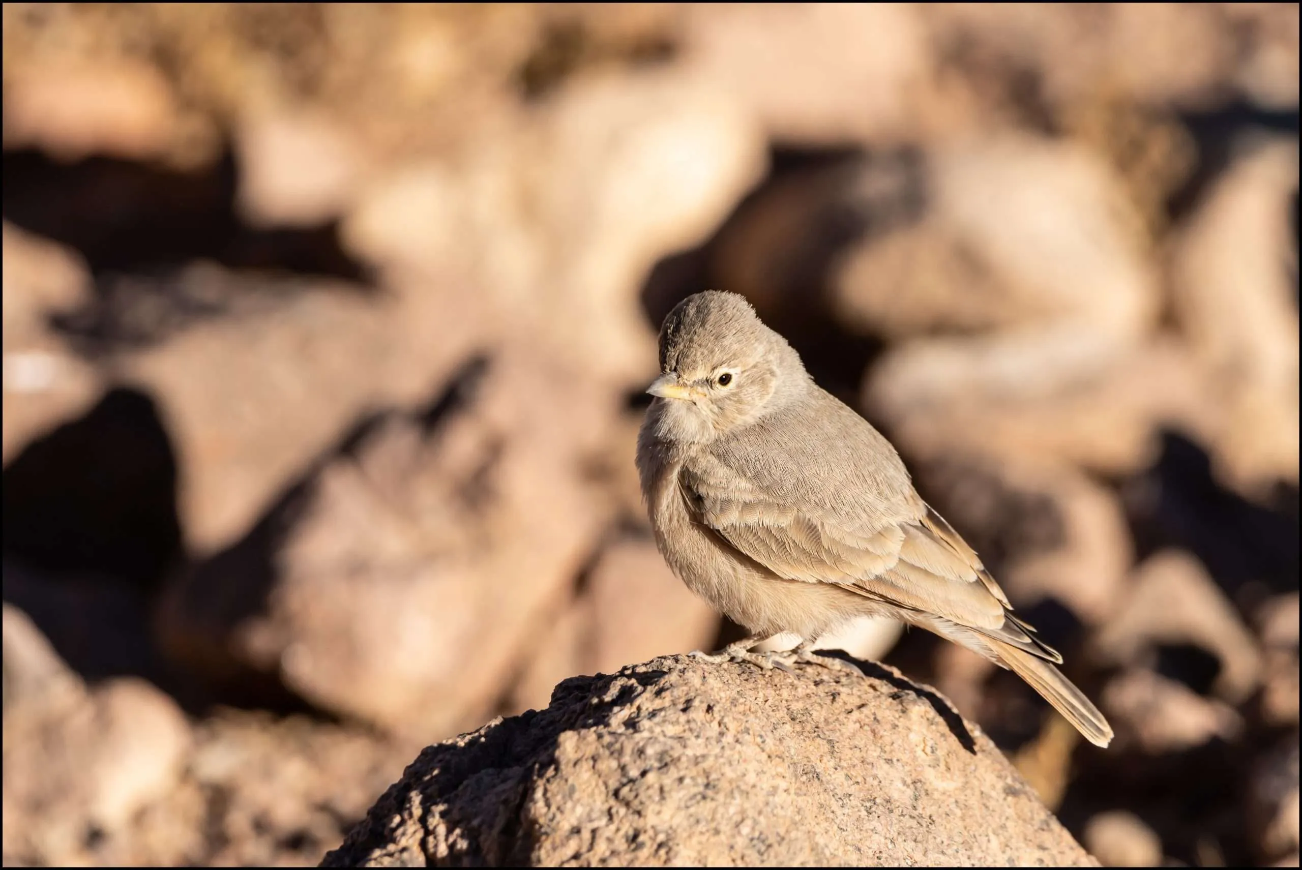 Desert lark, Mount Sinai, Egypt