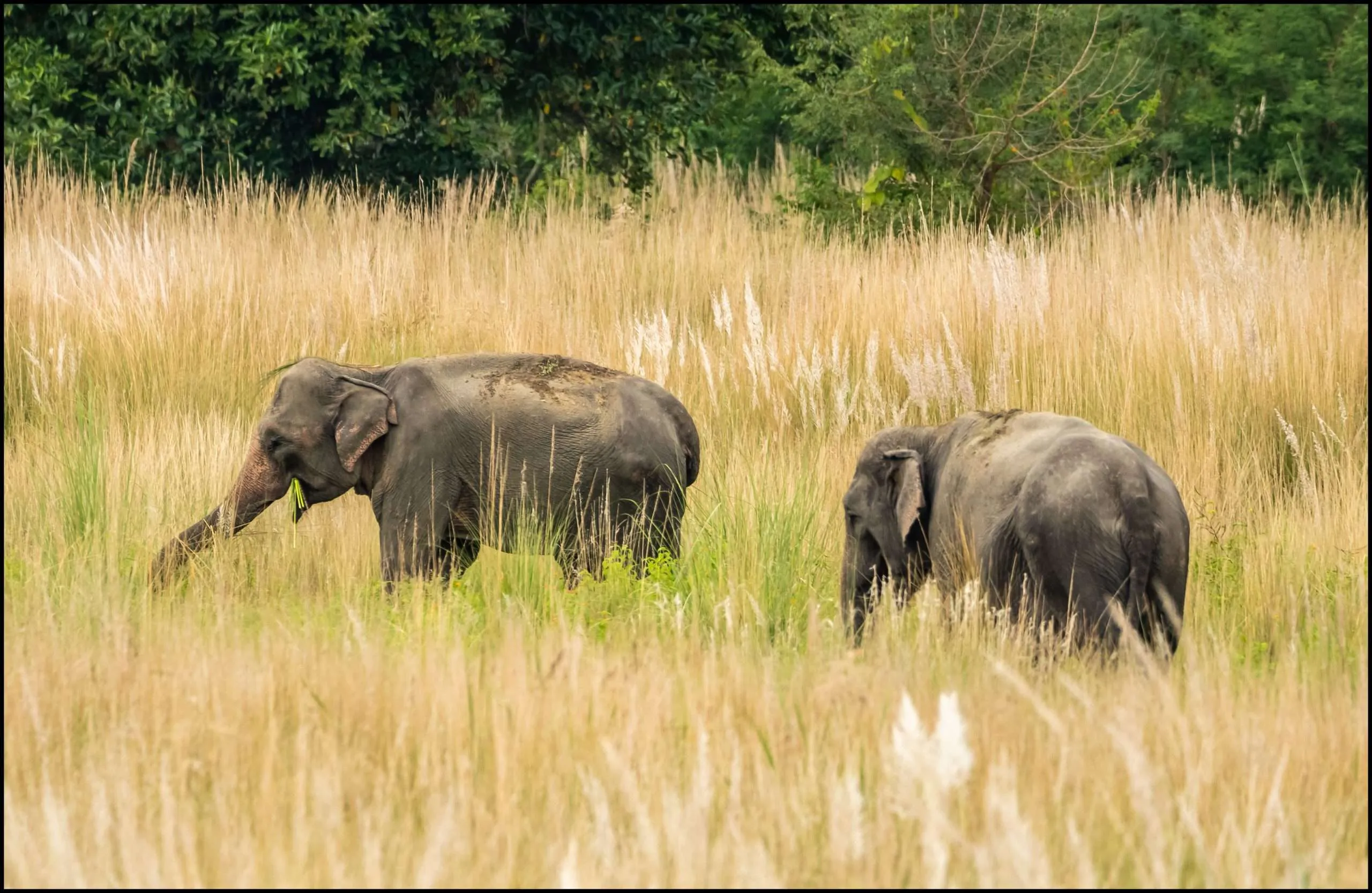 Elephants at Corbett National Park, Uttarakhand, India