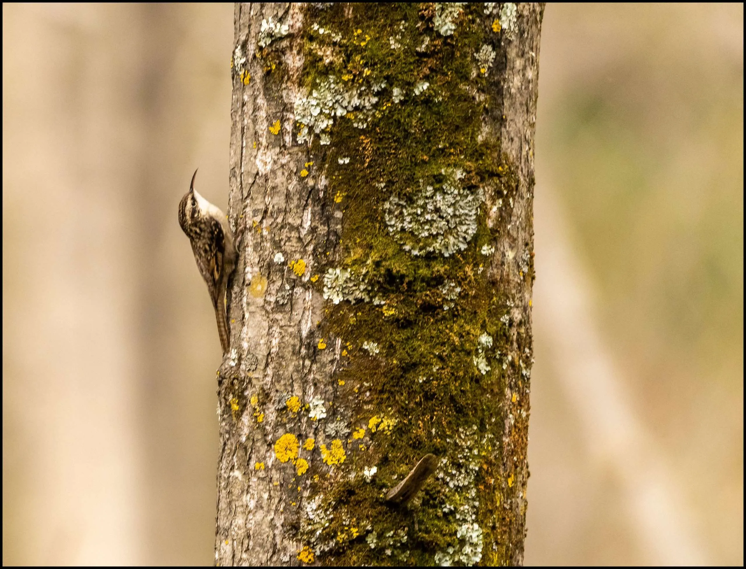 Bar-tailed Treecreeper