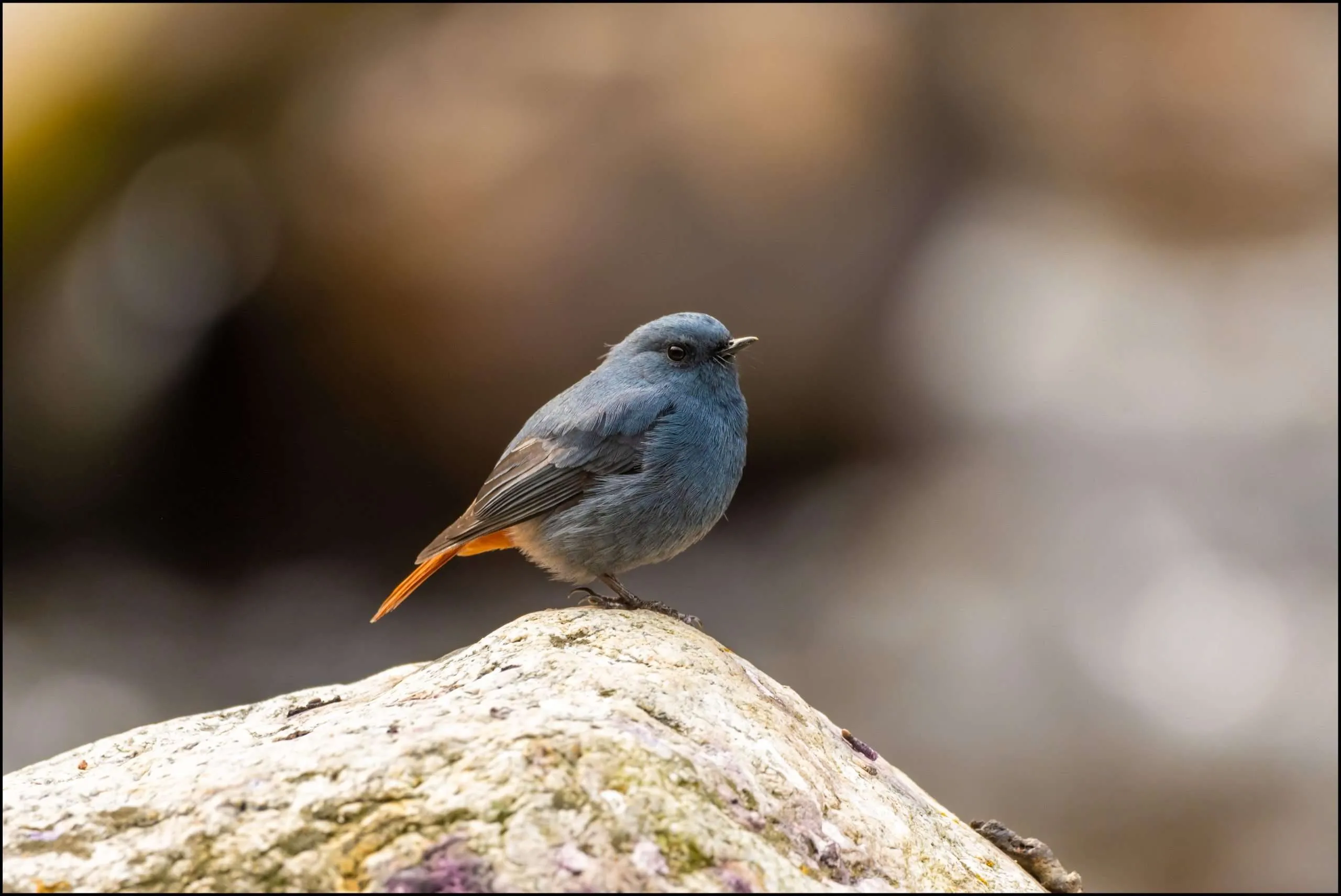 Plumbeous redstart