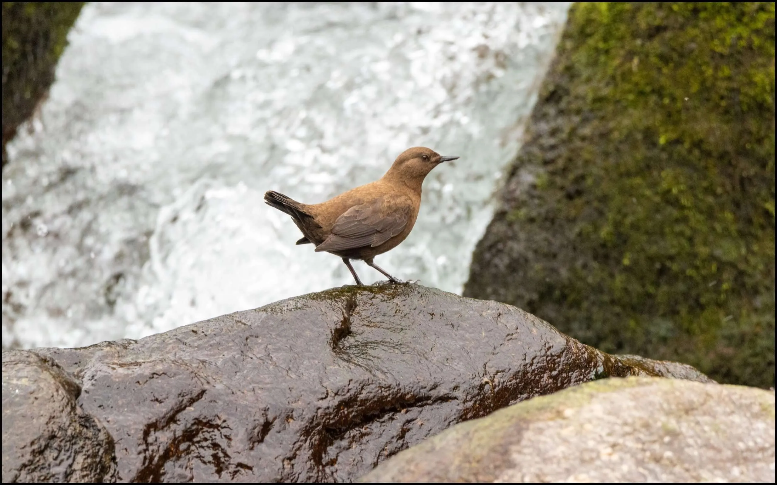 Brown dipper (Cinclus pallasii)
