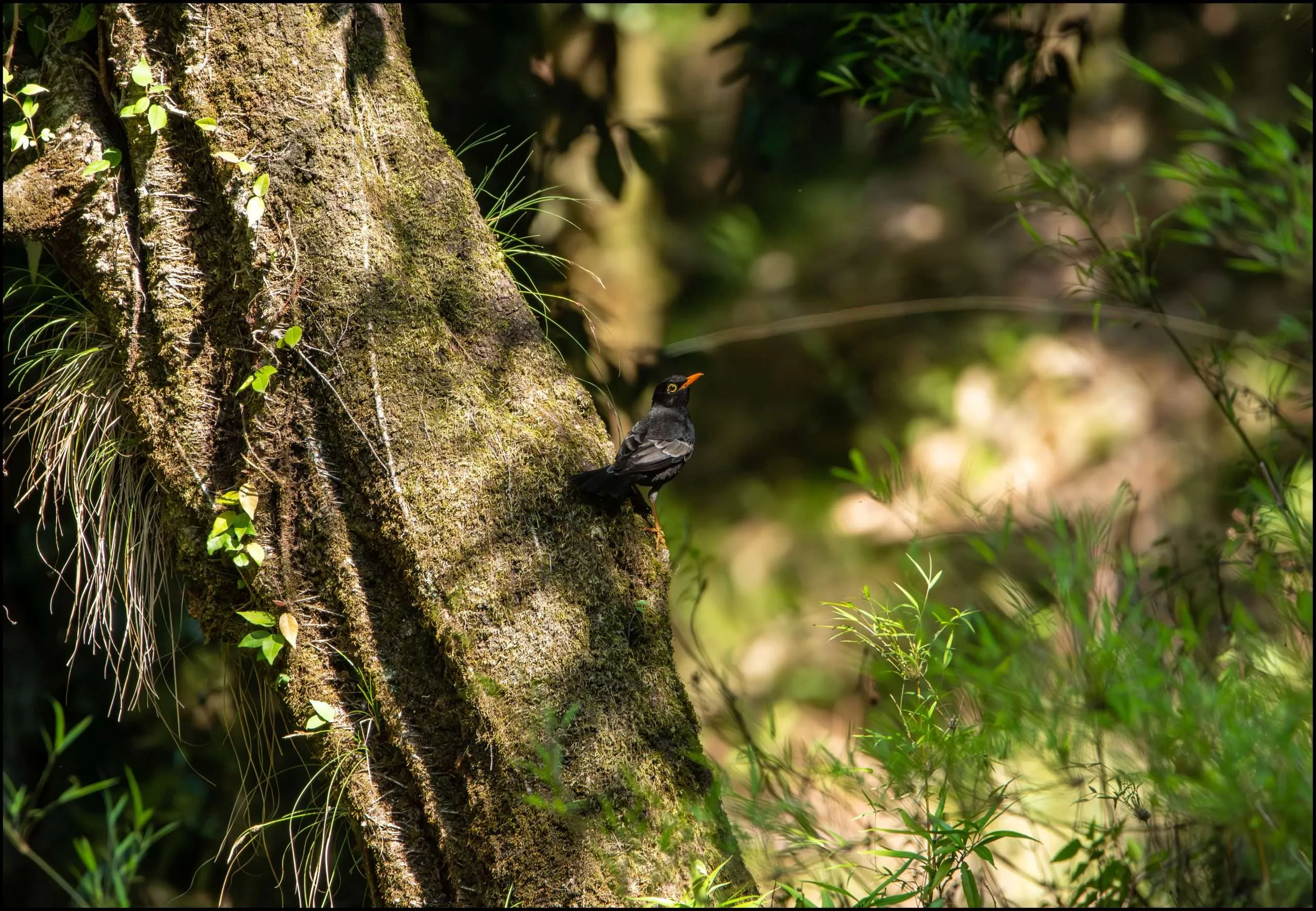 Grey-winged blackbird