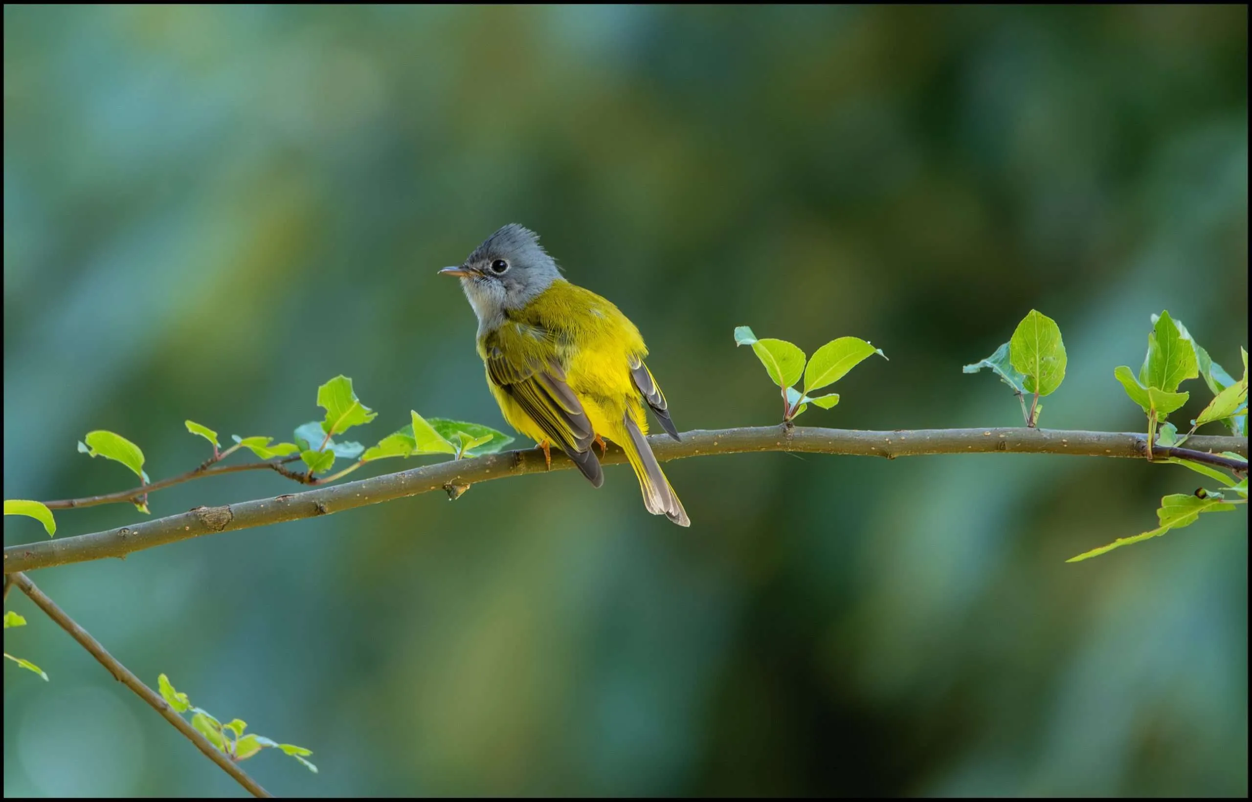 Flycatchers - Grey-headed canary-flycatcher