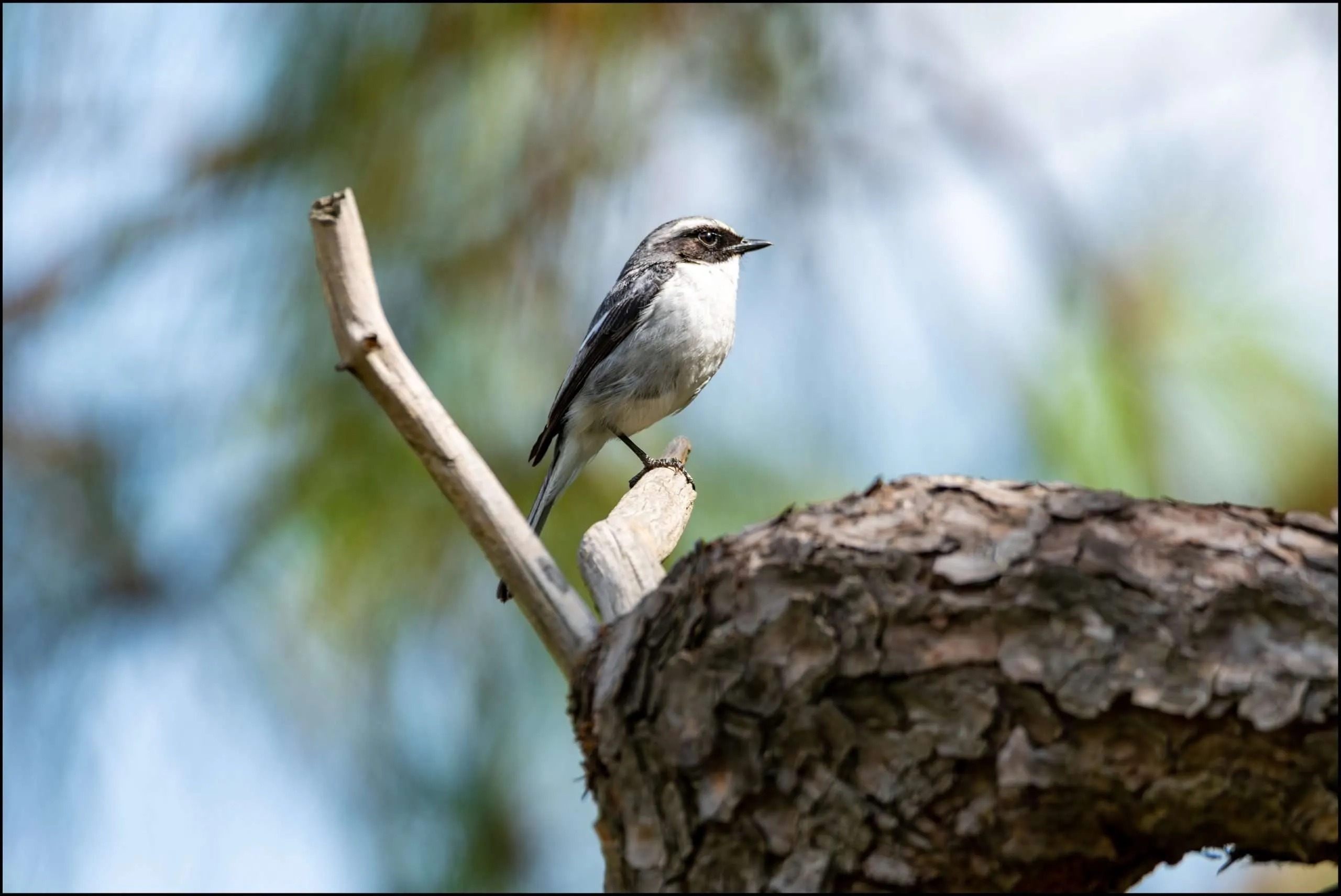 Grey Bushchat (Saxicola ferreus)