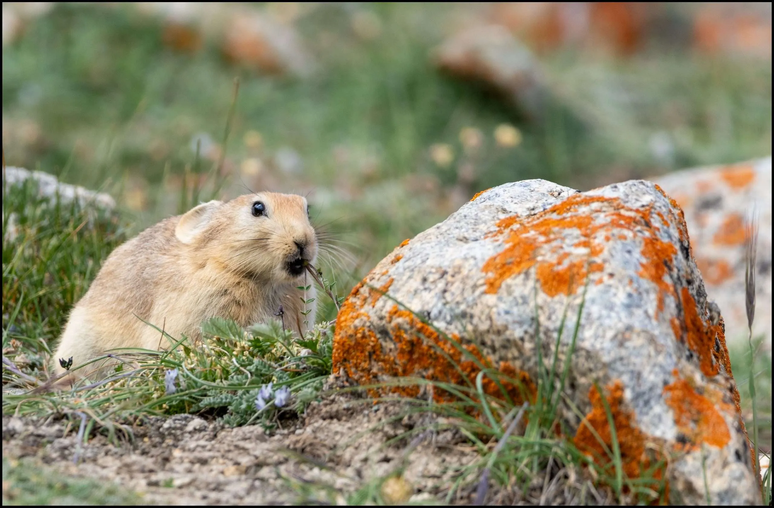 Pikas of Himalaya: Large-eared pika