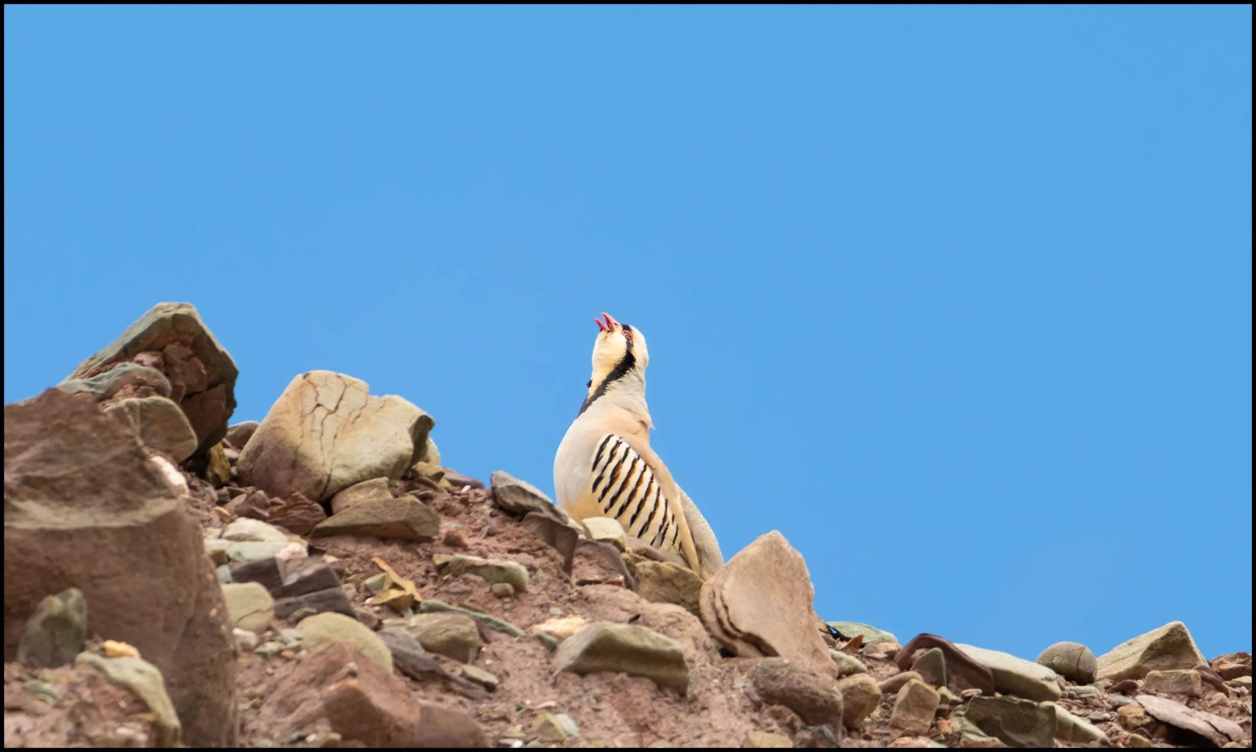 Chukar partridge