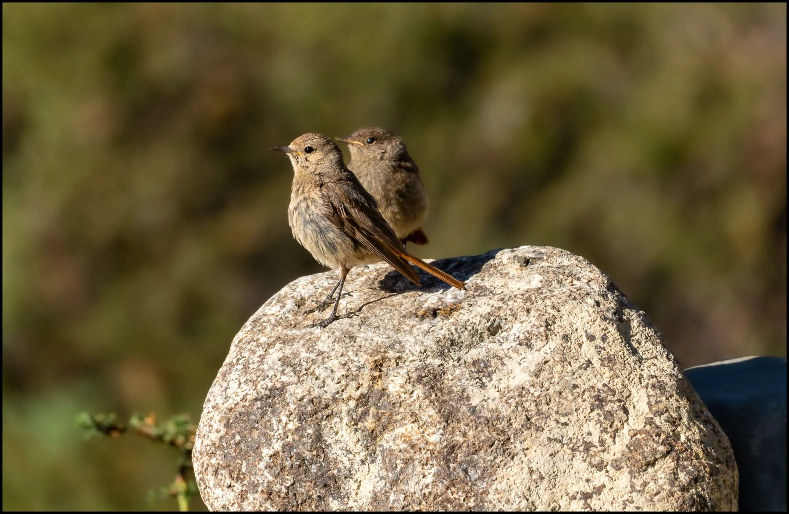 Black redstarts, Markha valley, Ladakh, India