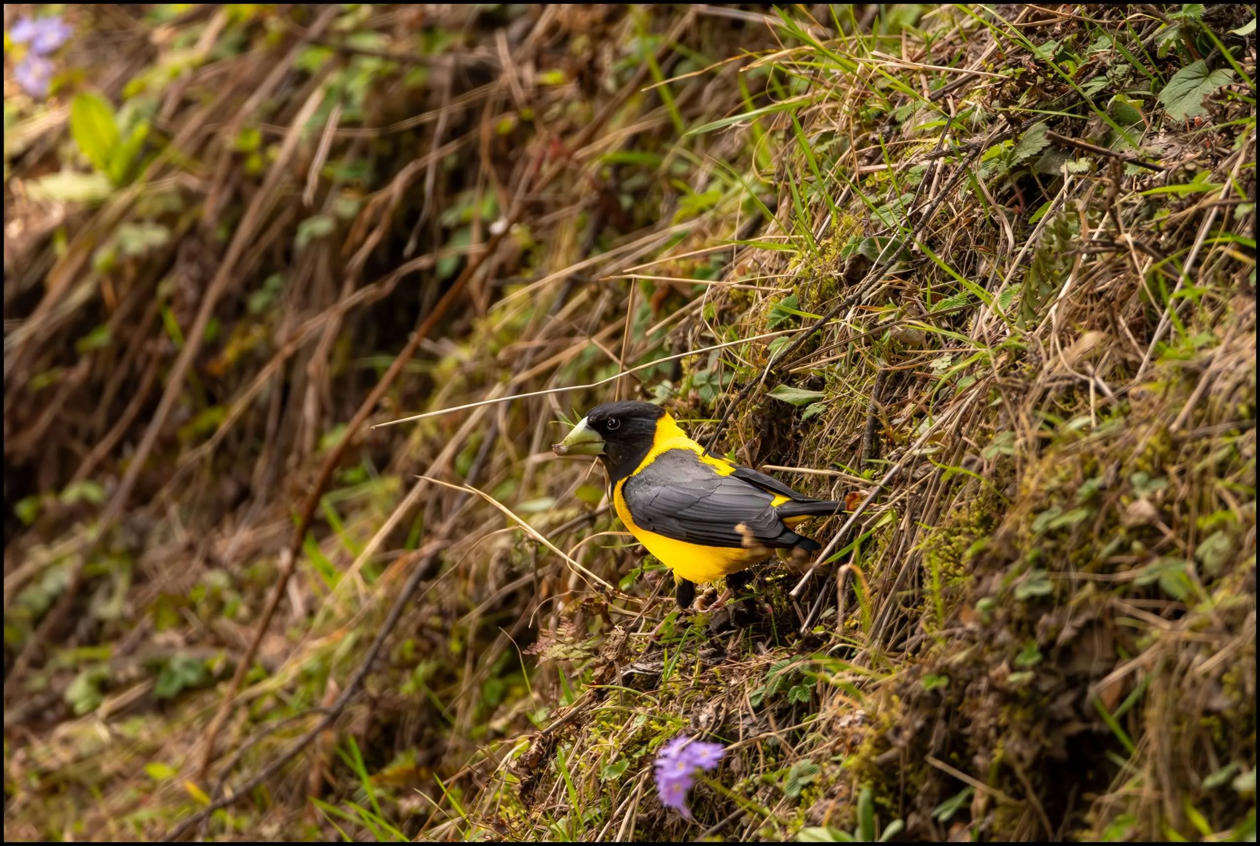 Black-and-yellow grosbeak, Narkanda, Himachal Pradesh, India