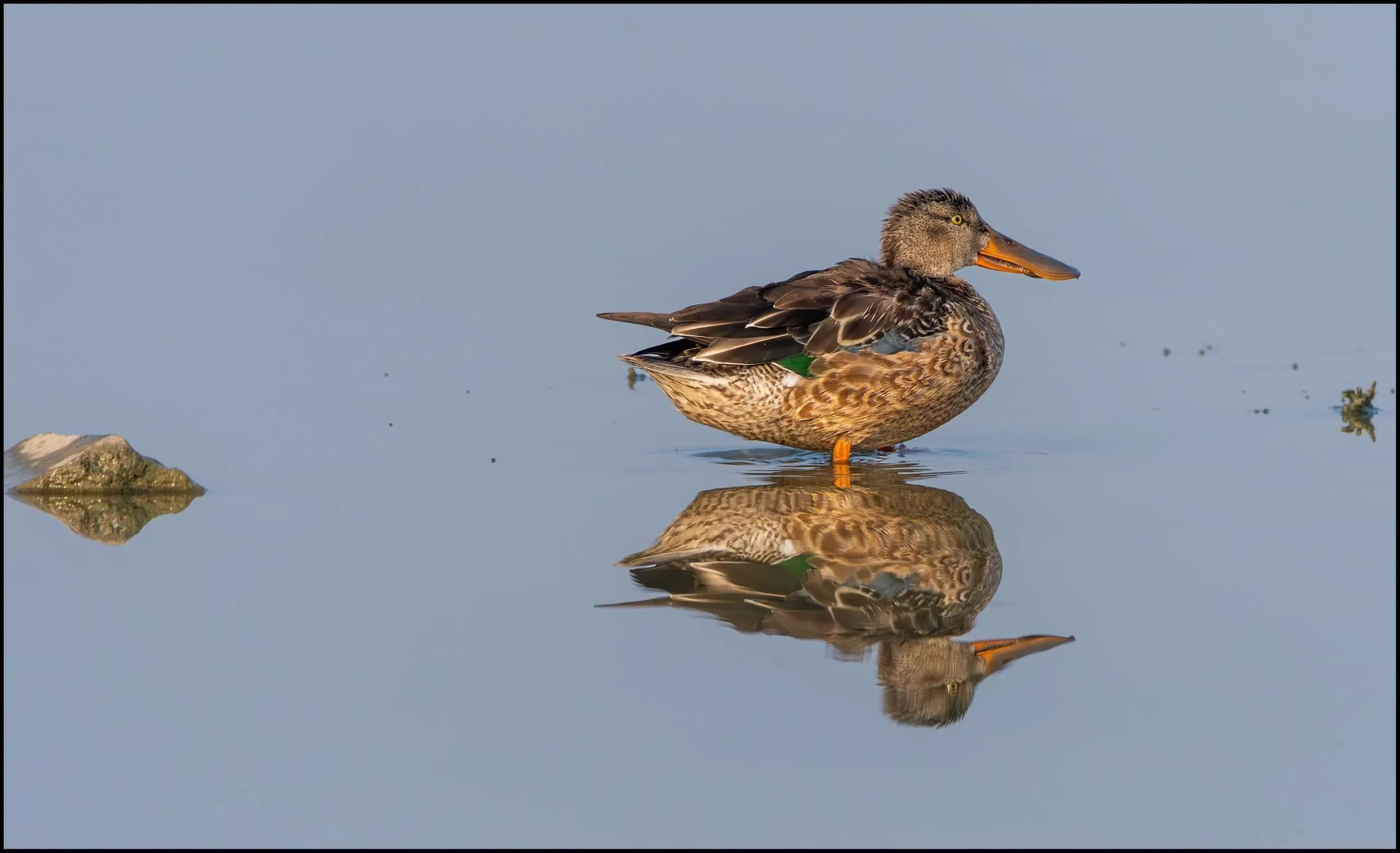 Northern shoveler, Sambhar, Rajasthan, India