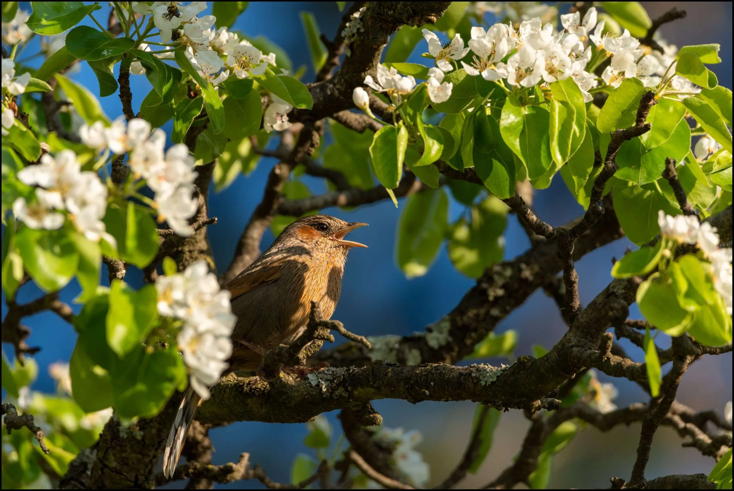 Streaked laughingthrush, Thanedar. Himachal Pradesh. India