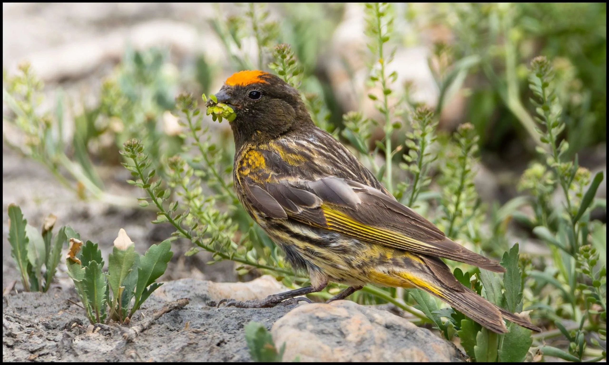 Fire-fronted serin, Markha valley, Ladakh, India