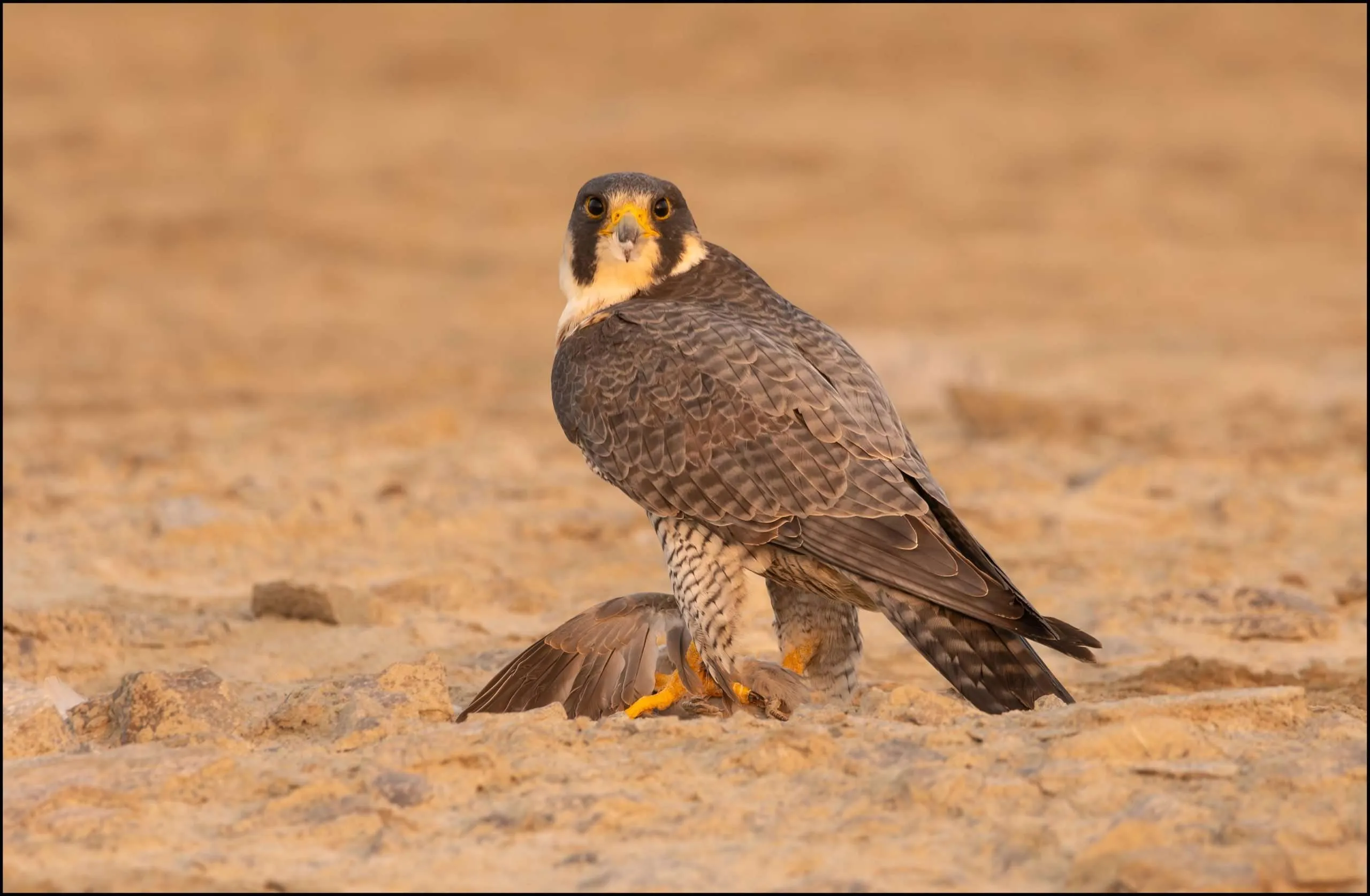 Peregrine falcon, Sambhar, Rajasthan, India