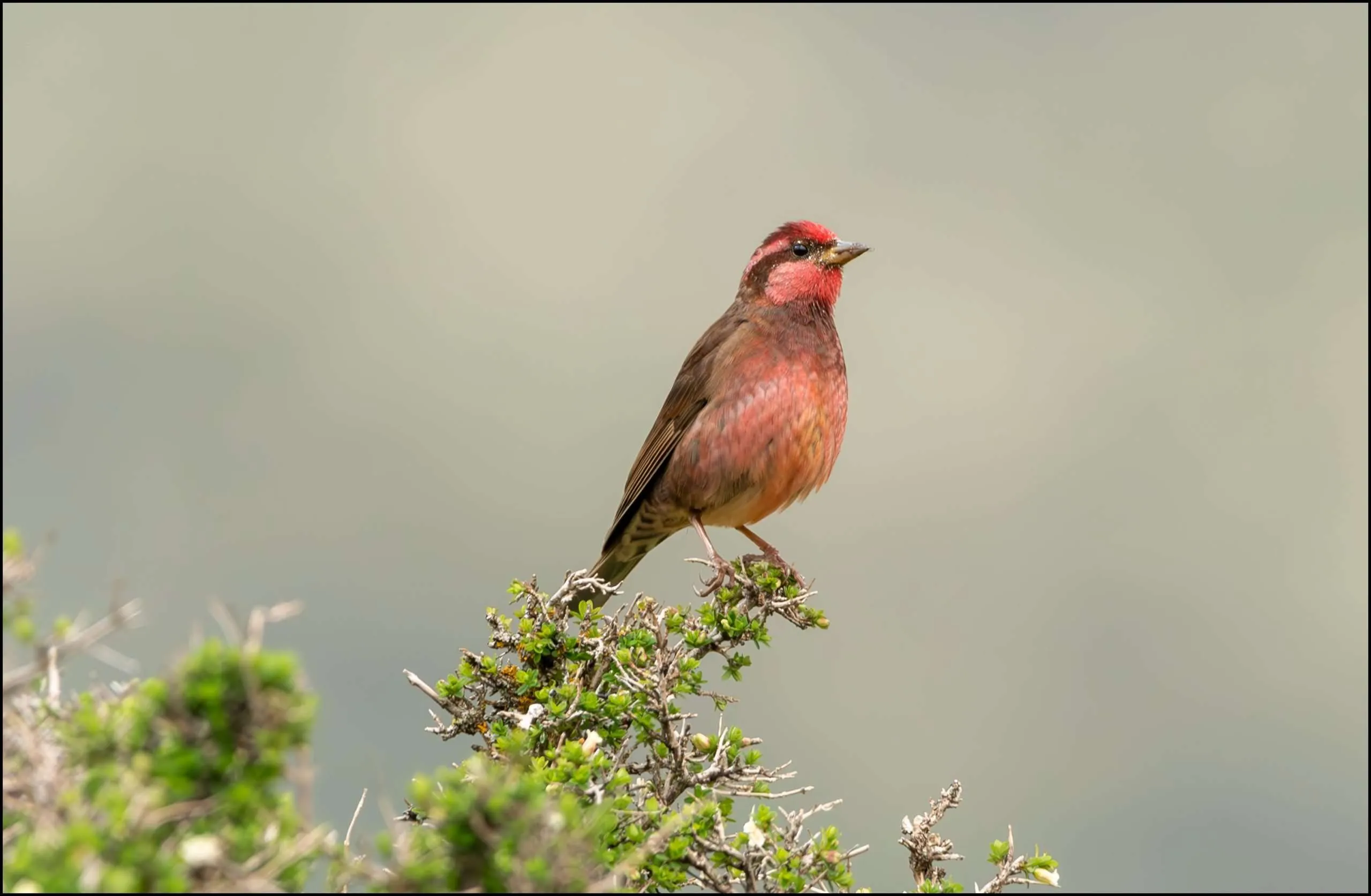 Dark-breasted rosefinch, Ruinsara Tal, Uttarakhand, India