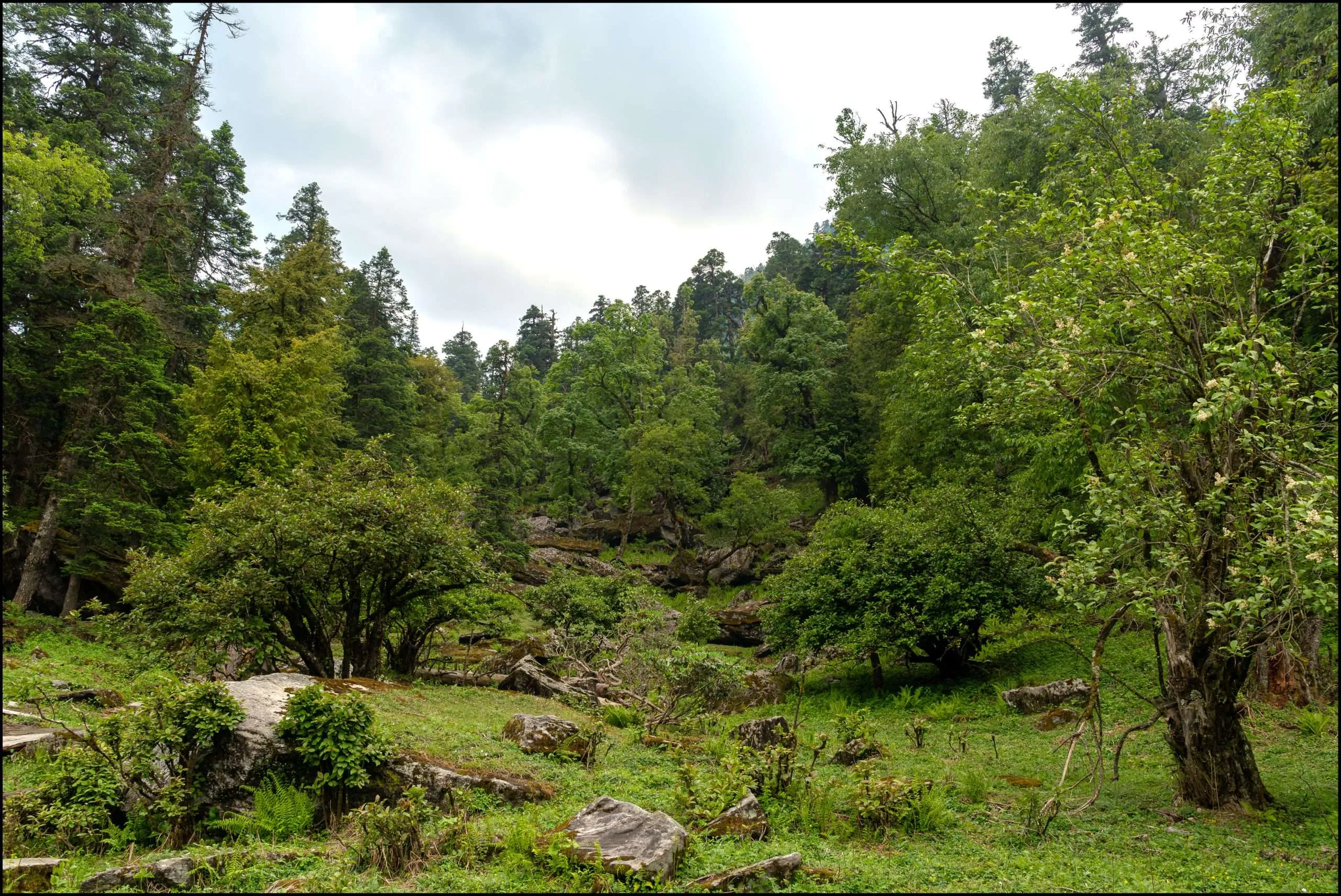 Himalayan forests, Uttarakhand, India