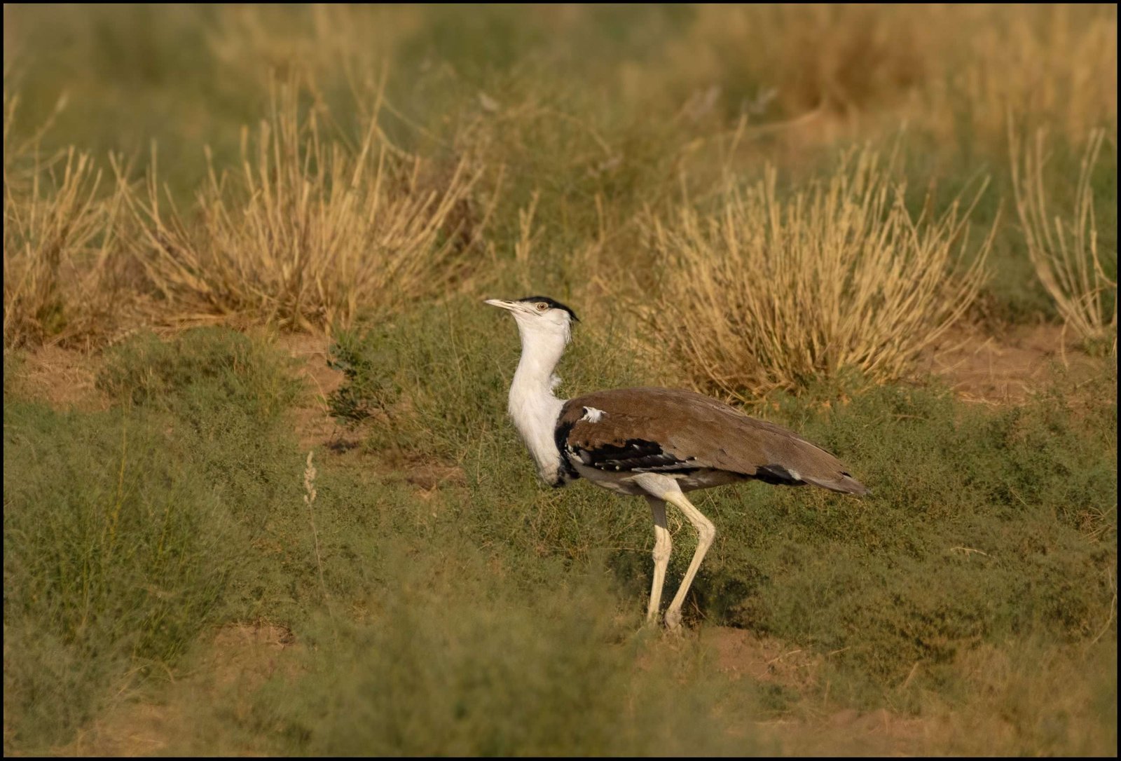 Great Indian Bustard, Desert National Park, Jaisalmer, Rajasthan, India