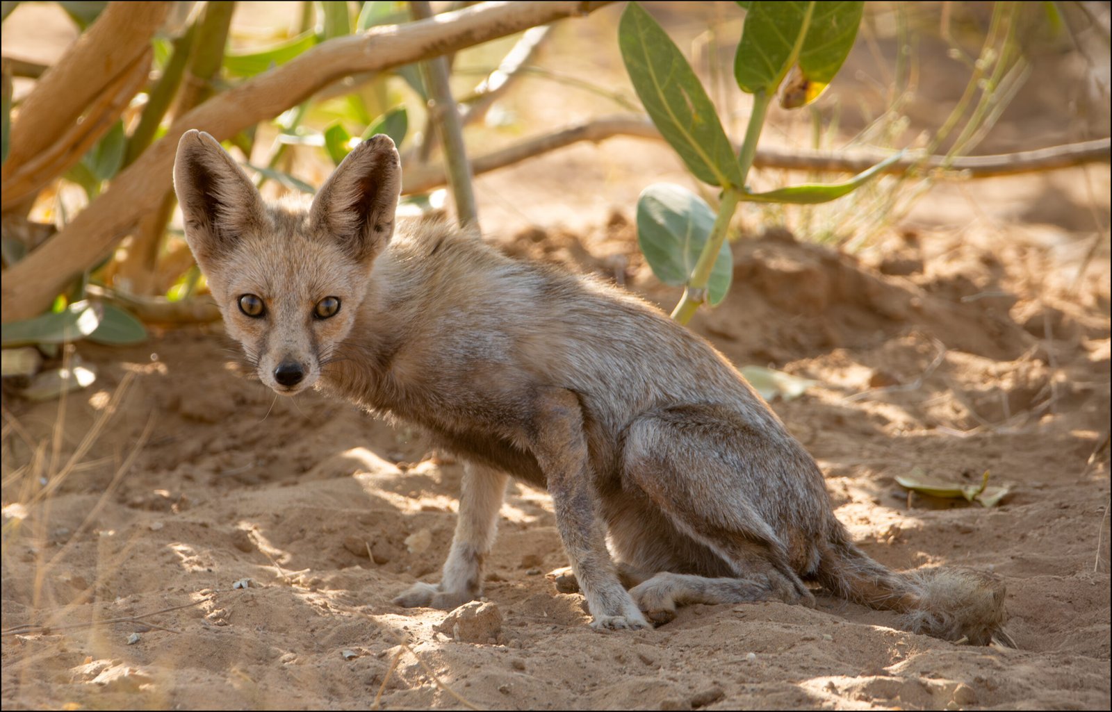 Foxes of India White-footed fox, Desert National Park, Rajasthan, India