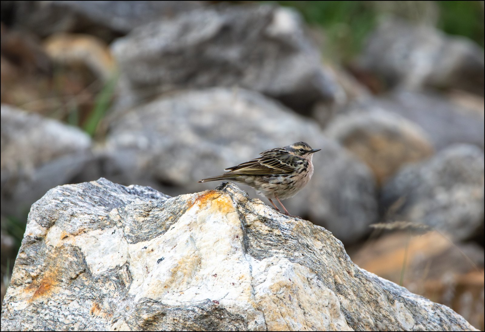 Pipits of India, Rosy pipit (Anthus roseatus)