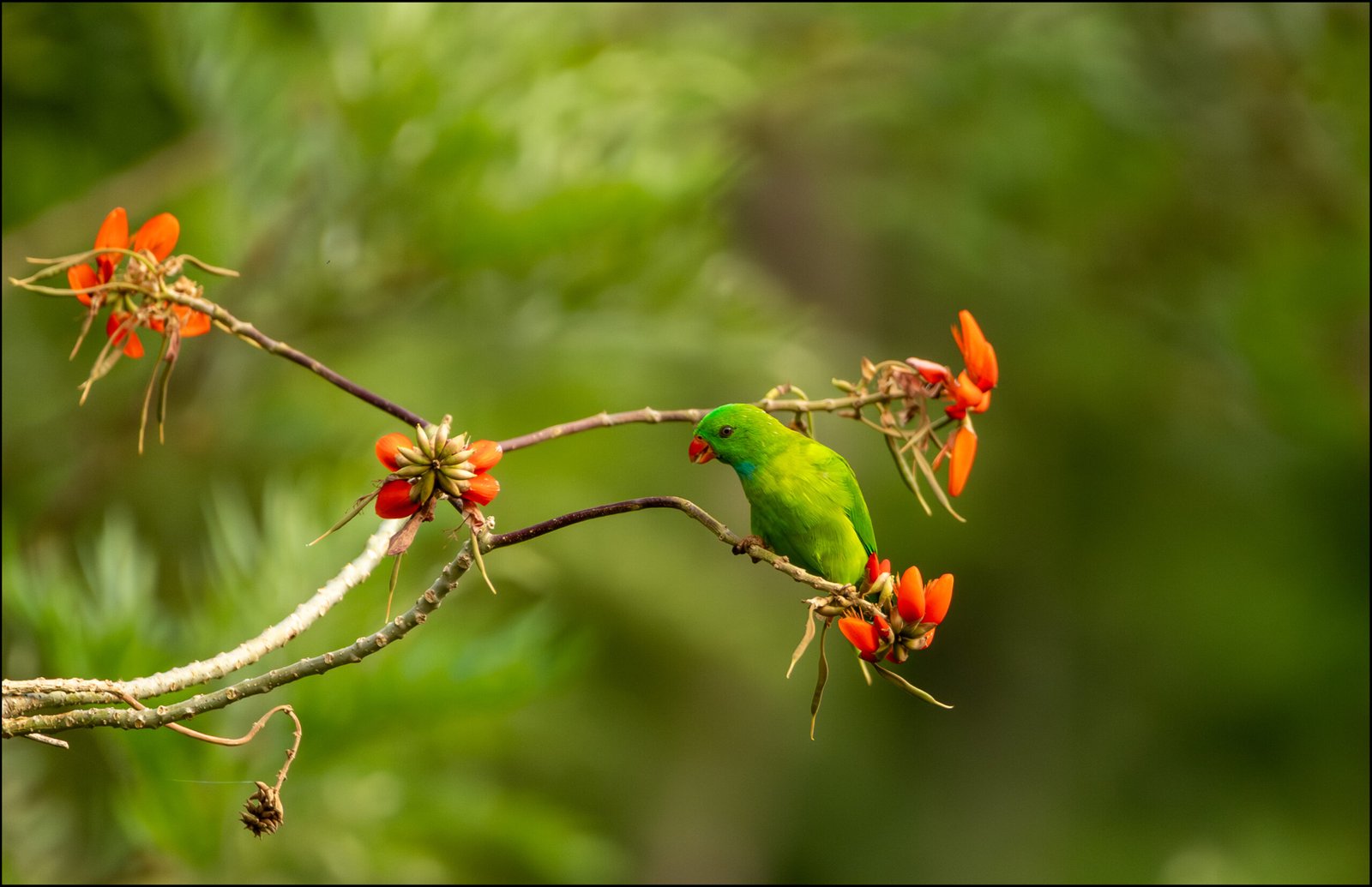 Vernal hanging parrot (Loriculus vernalis), Mallandur, Karnataka, India